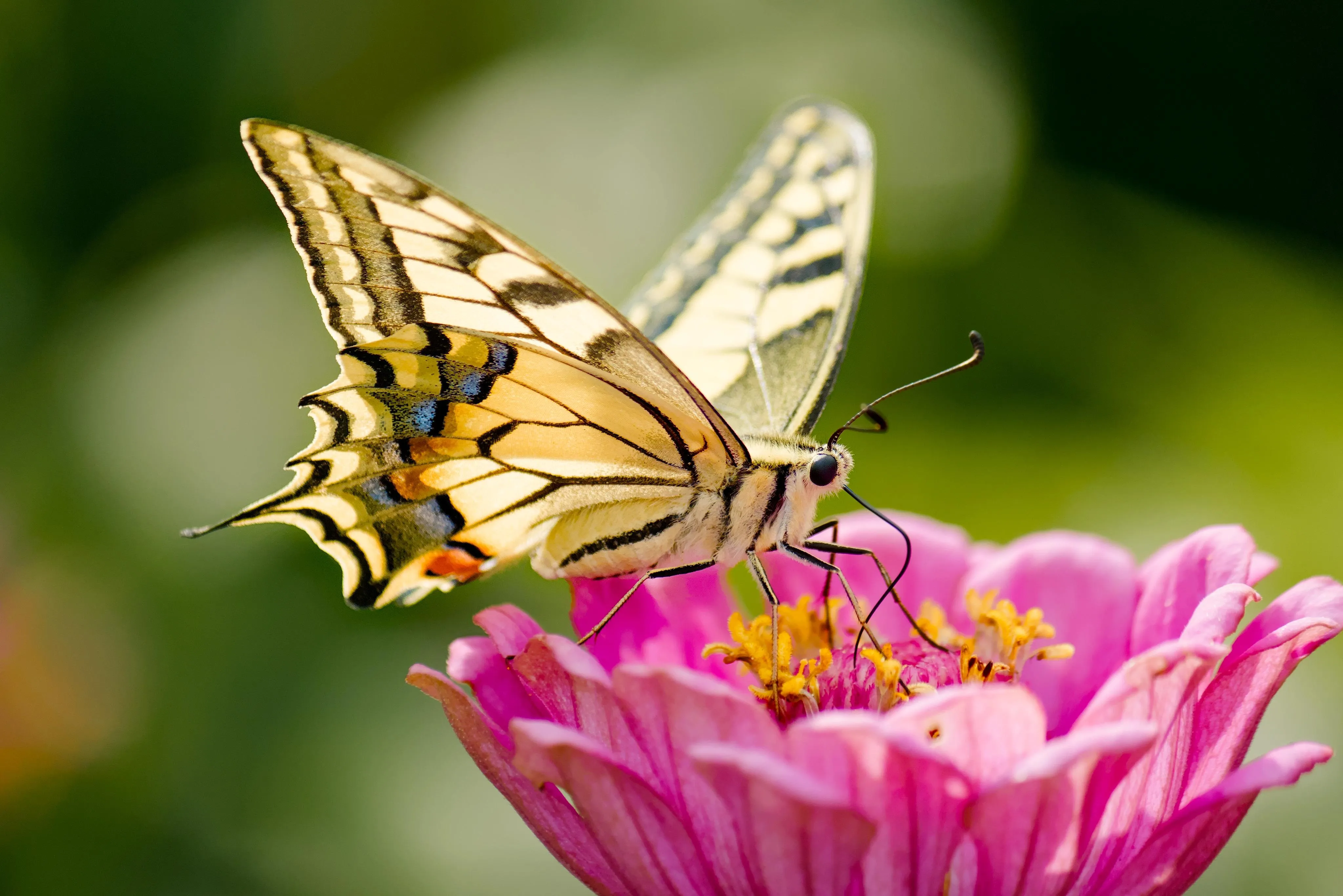 Old World swallowtail on a pink zinnia flower. Green out of focus background.