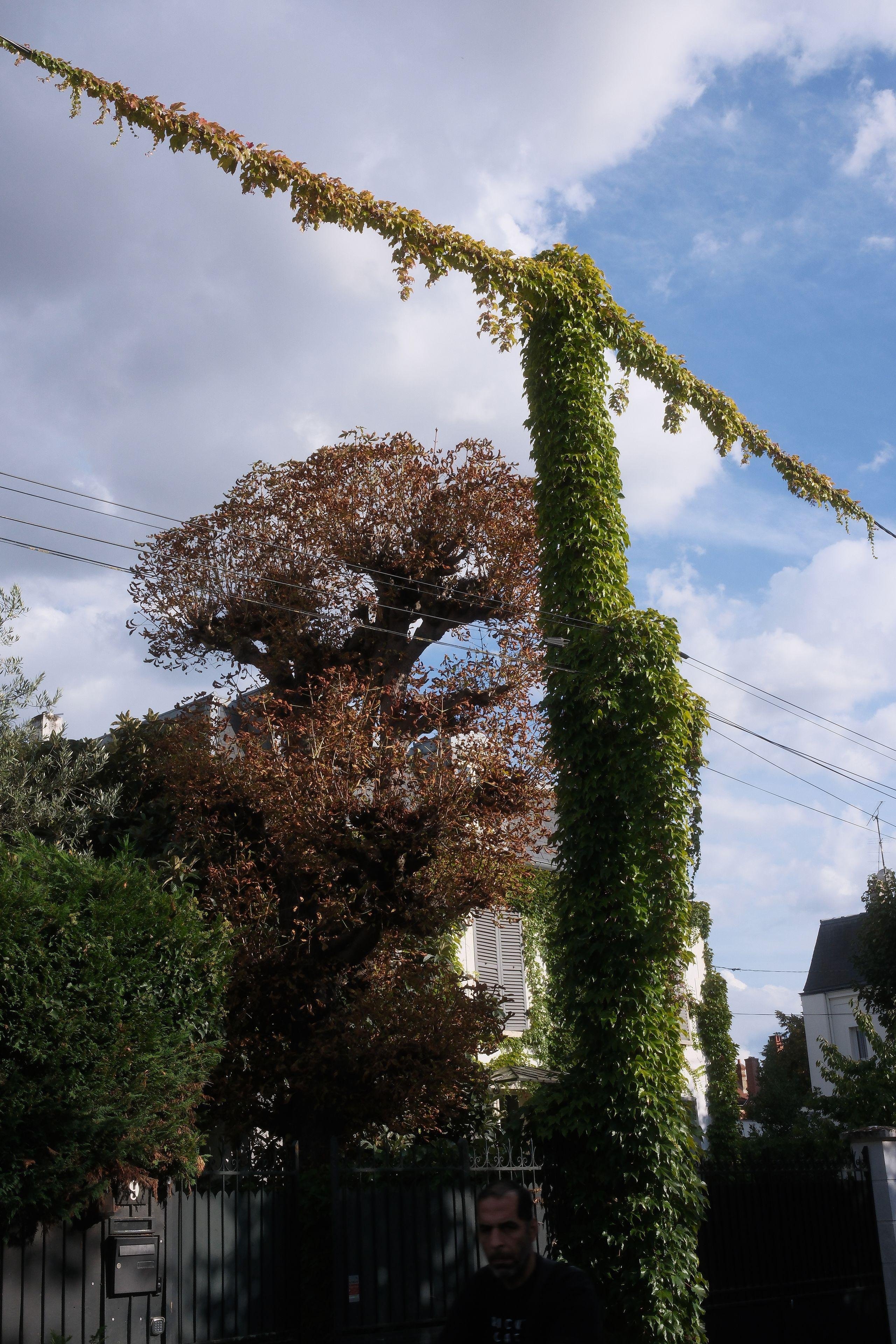 Photo verticale. Un poteau électrique et le câble qu’il supporte, entièrement recouverts de lierre, formant un T végétal