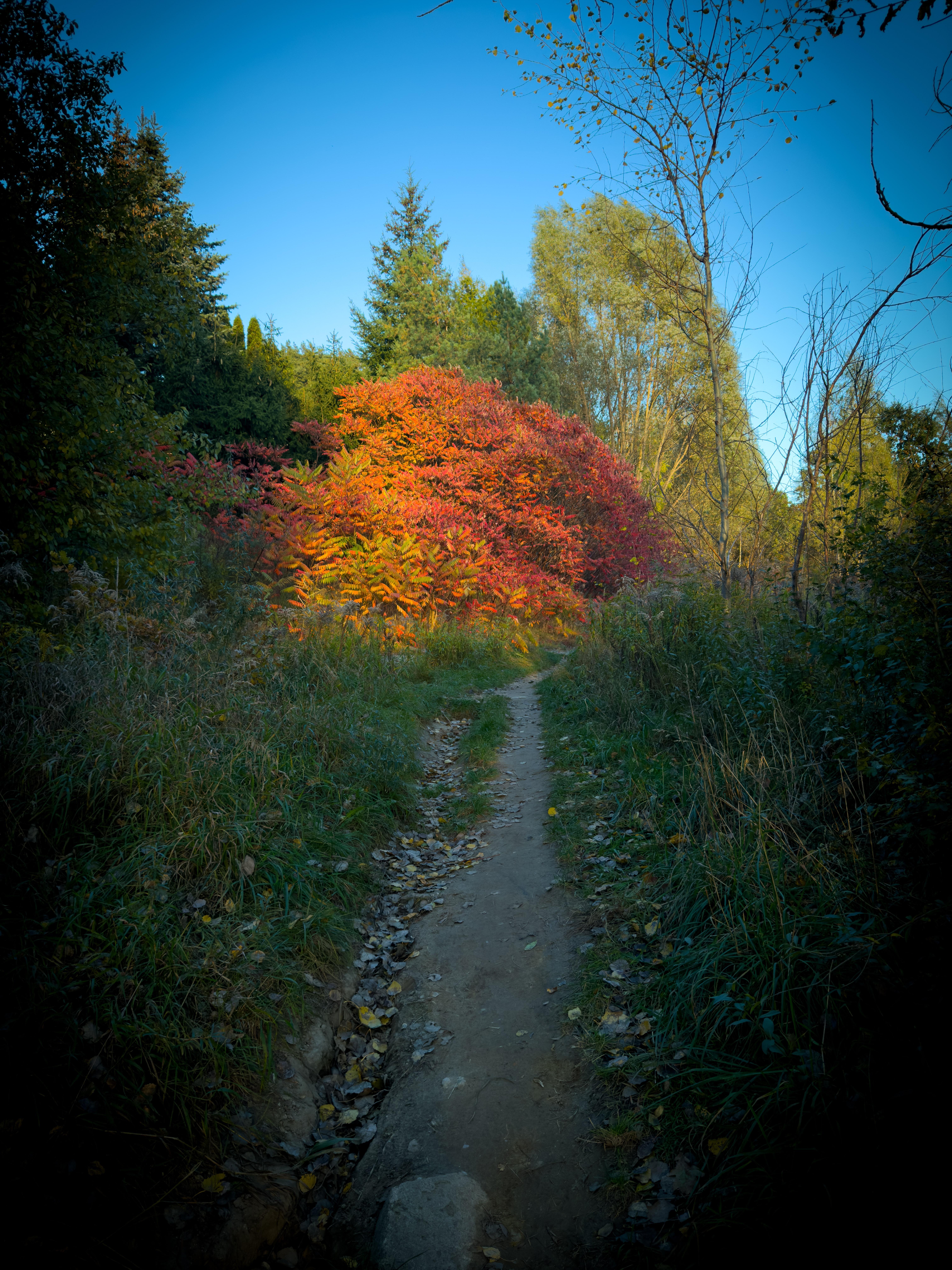This image depicts a nature scene with a dirt path leading through greenery. The trees and foliage display vibrant autumn colors, particularly with bright red and orange hues. The sky is clear and blue, suggesting a peaceful outdoor setting.