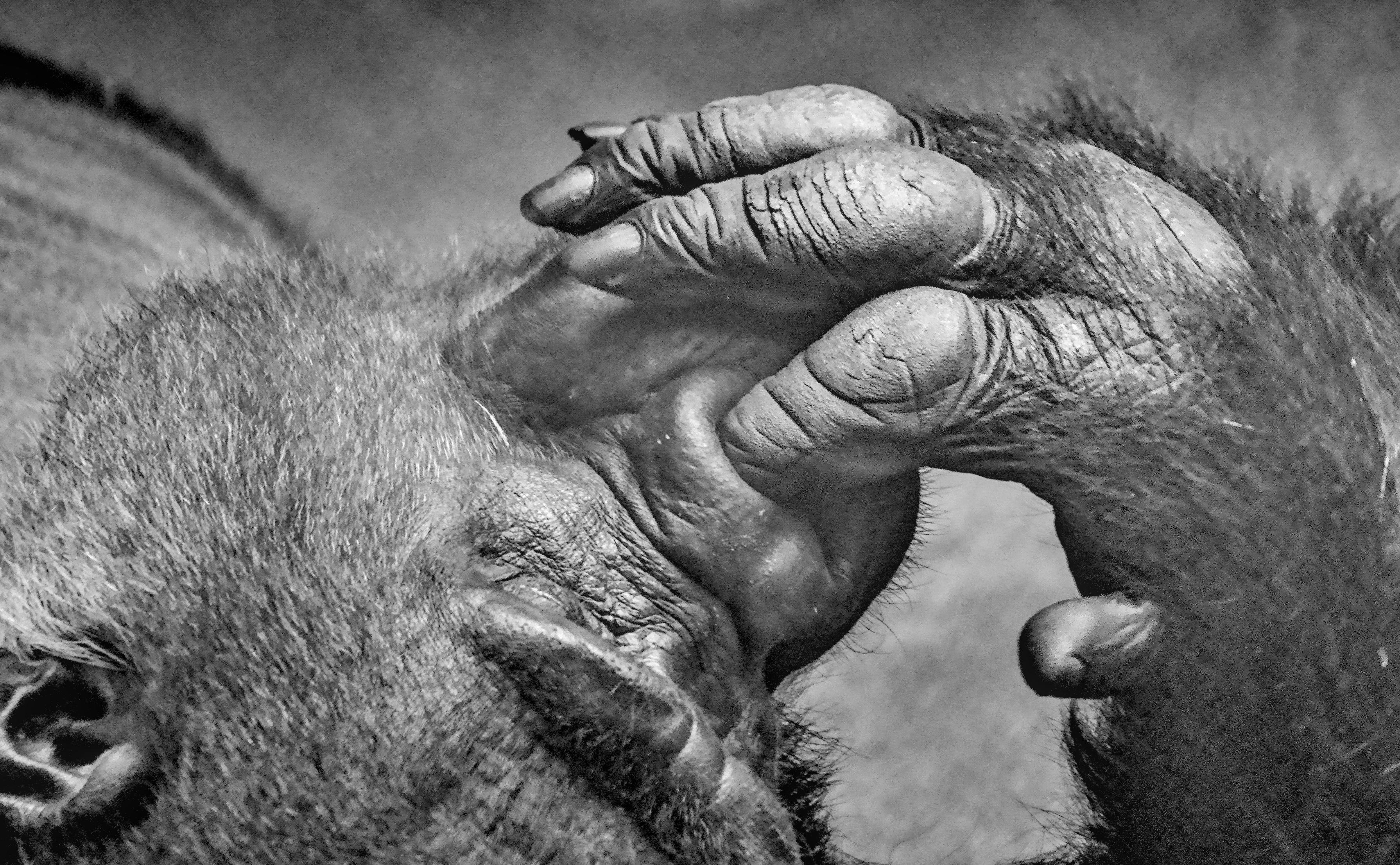 Black and white photo of a gorilla lying on its side, with its eyes closed, one hand resting over its face, with one finger in its nose and the rest of its fingers curled up in sharp detail near its nose and mouth, fur and wrinkled skin in sharp detail against a blurred background. 
### 
Schwarz-Weiß-Foto eines Gorillas, der auf seiner Seite liegt, mit geschlossenen Augen, eine Hand, die über dem Gesicht ruht, mit einem Finger in der Nase und den restlichen Fingern, die sich in der Nähe von Nase und Mund, Fell und faltiger Haut in scharfen Details vor einem unscharfen Hintergrund zusammengerollt haben. 