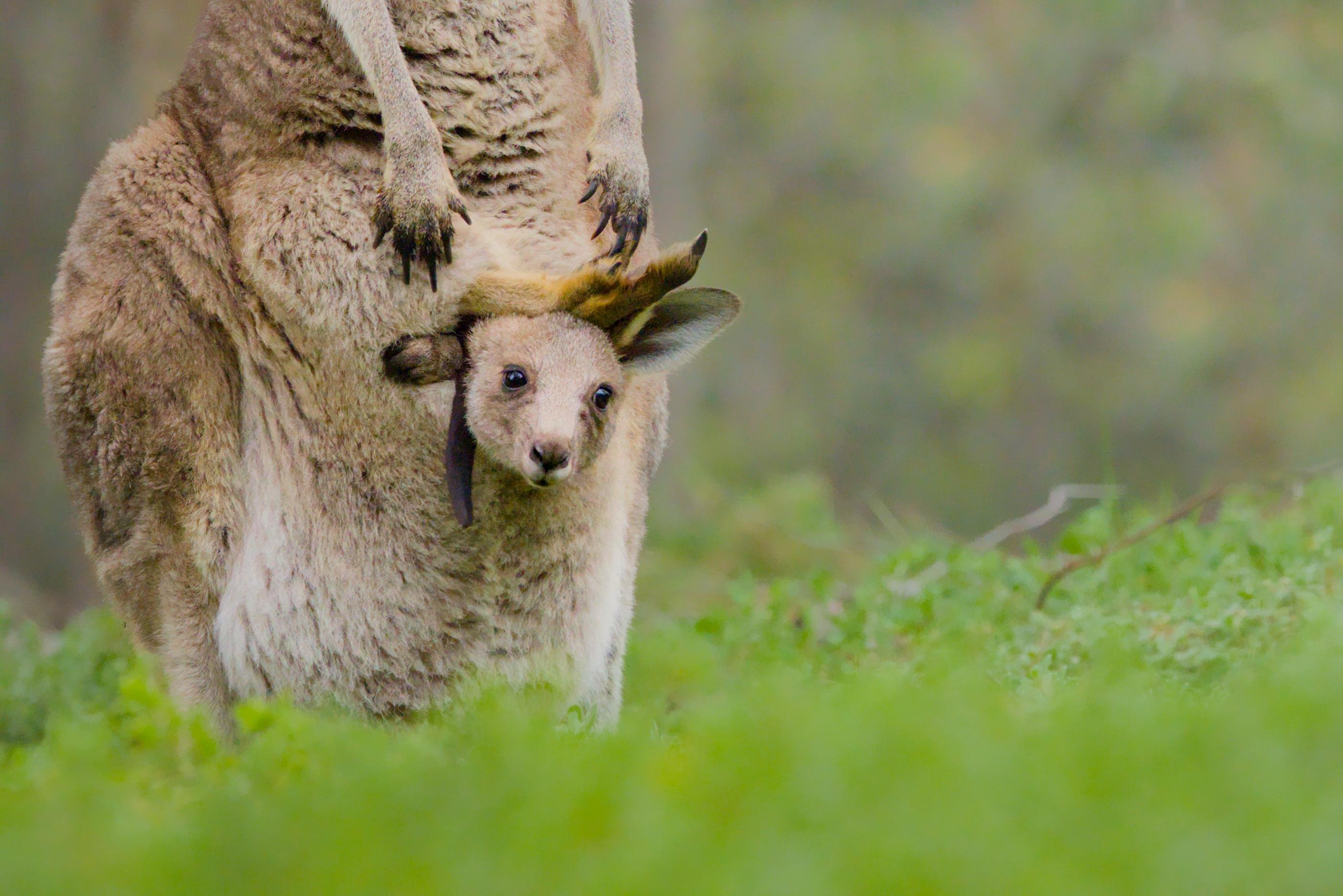 Kangaroo standing in a grassy field with a joey’s head and ears visible poking out of its pouch. 