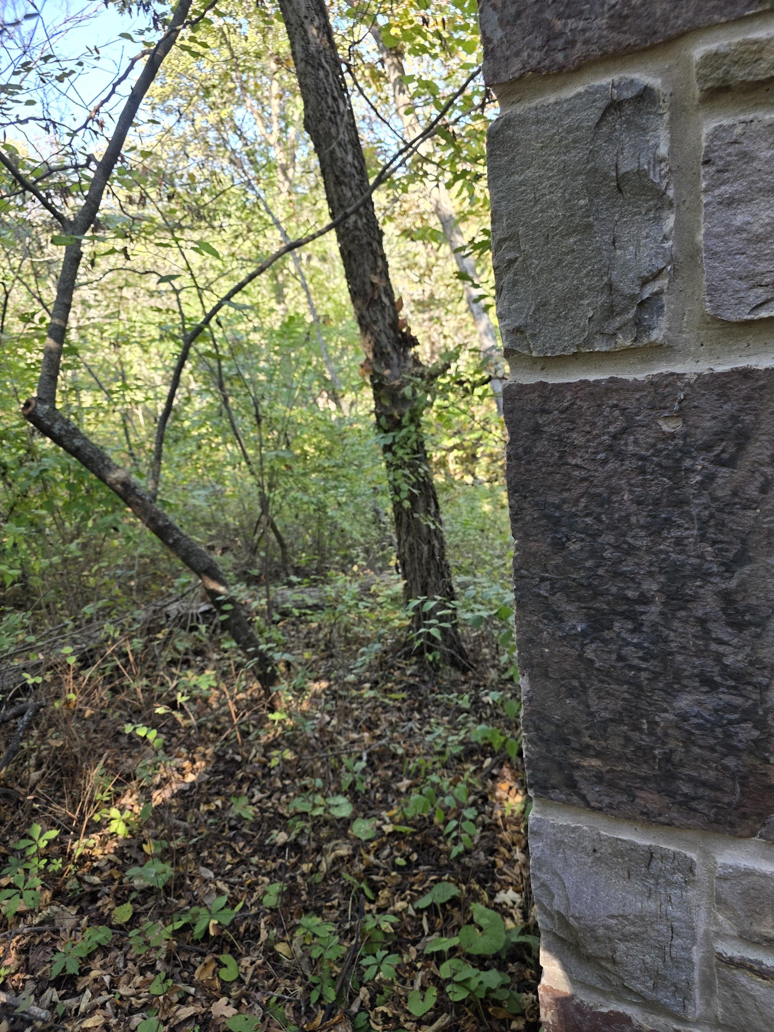 Brick wall on the right side next to a forest scene with tall trees and dense green foliage. The forest floor is covered with dry leaves and small plants. Light filters through the trees on a clear day.