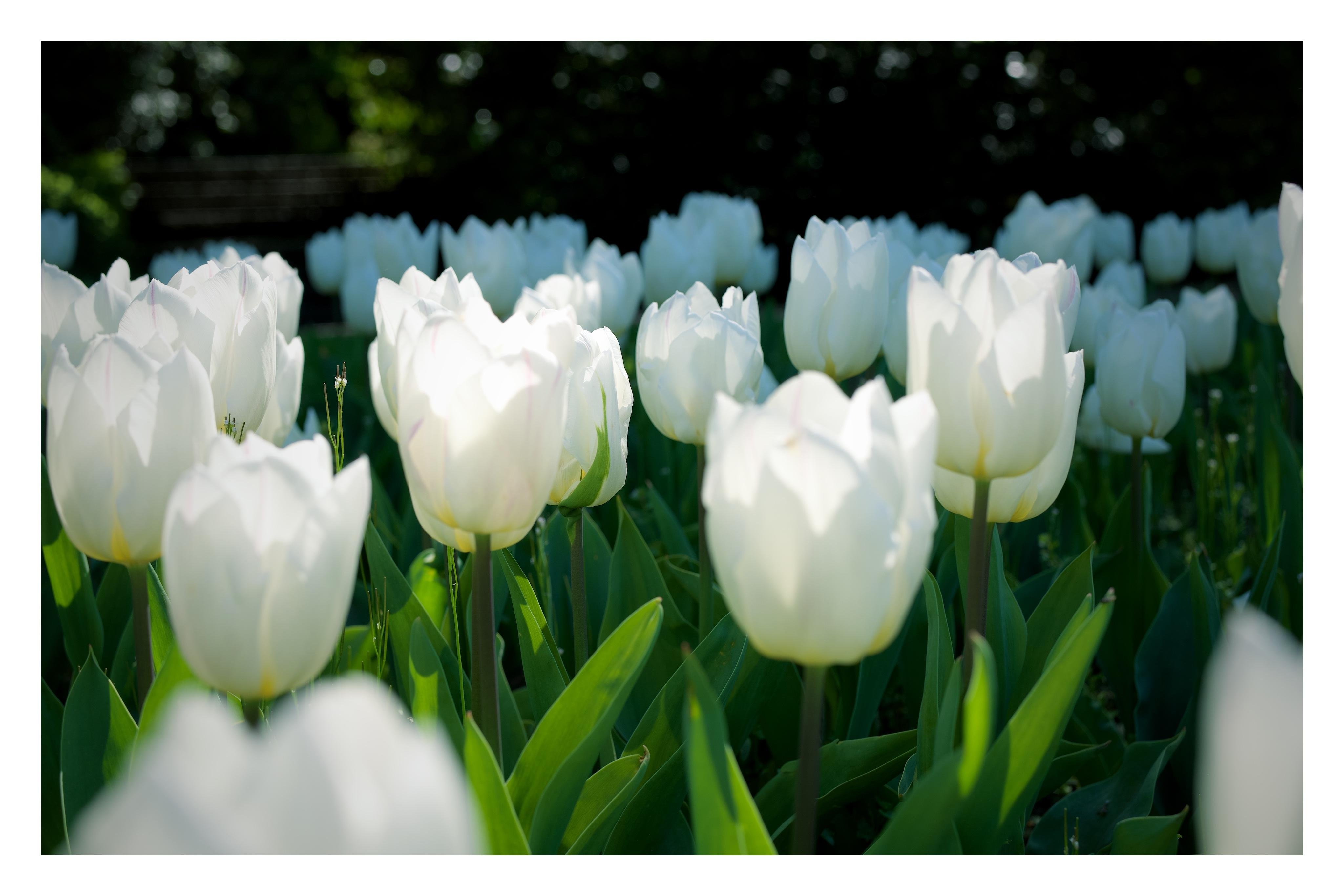 Ein Feld aus weißen Tulpen in der Sonne, mit grünem Laub im Vordergrund und dunklem, unscharfem Hintergrund.