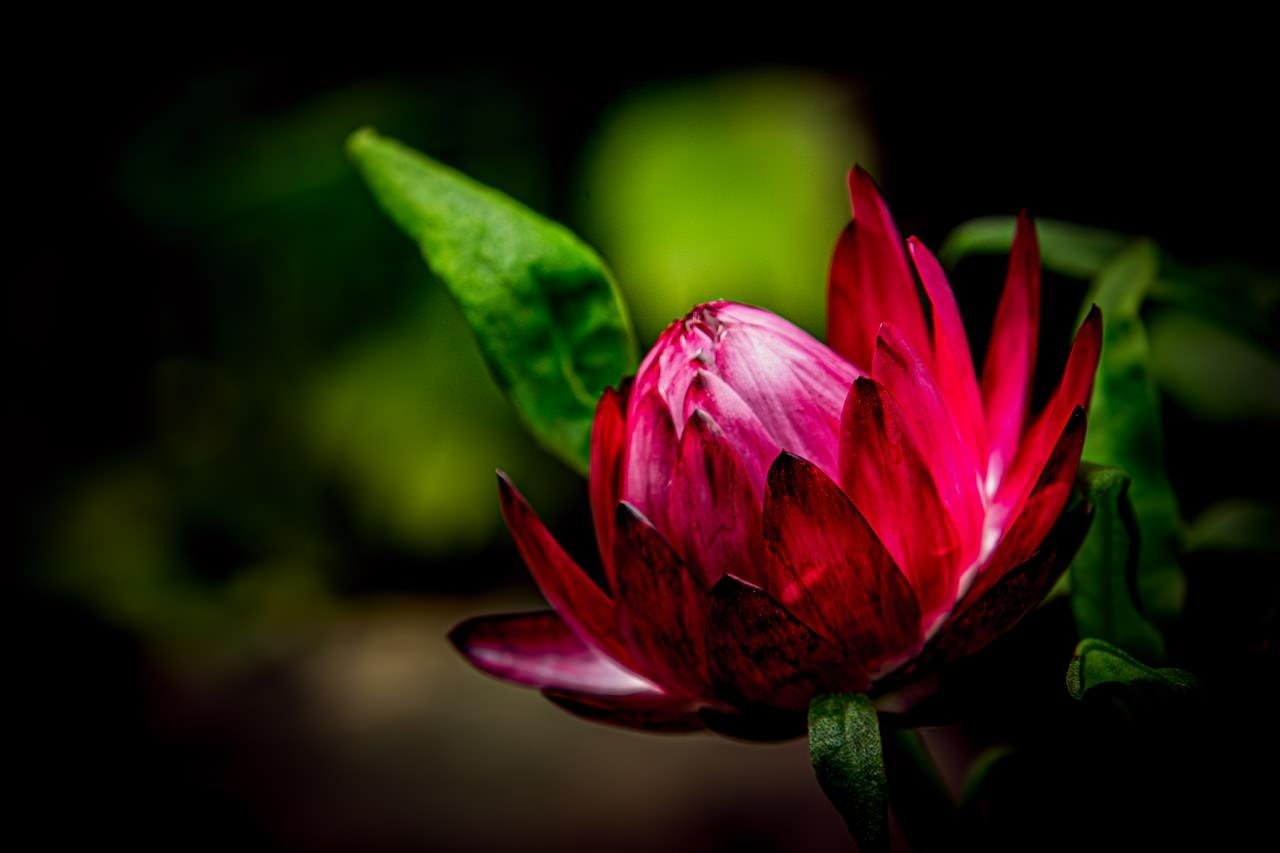 Close-up of a partially opened deep pink flower bud with layered petals, surrounded by green leaves against a dark, blurred background.