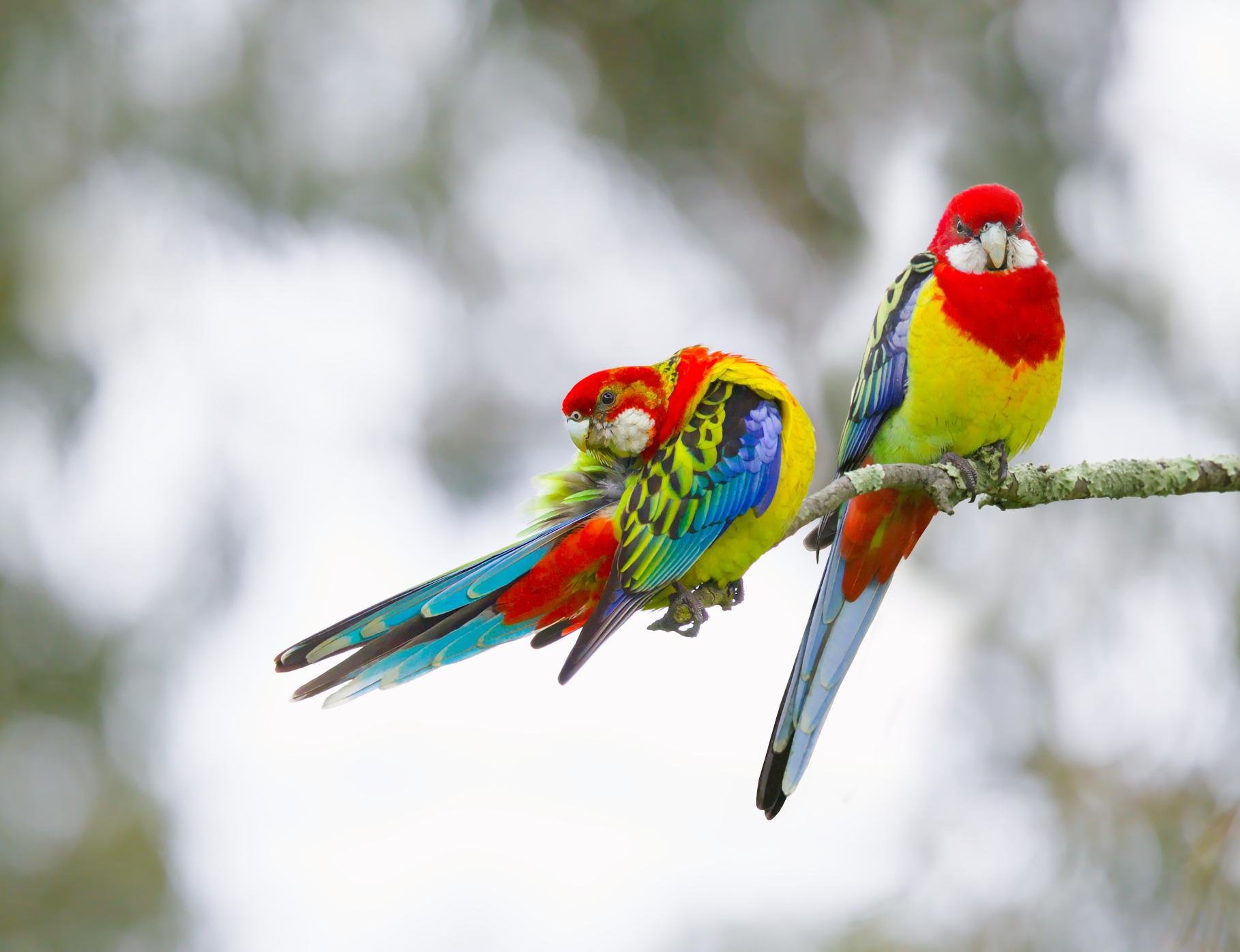 Two Eastern Rosells perched on a lichen-covered branch. The left bird preens its feathers while the right faces forward against a blurred gray-green background.