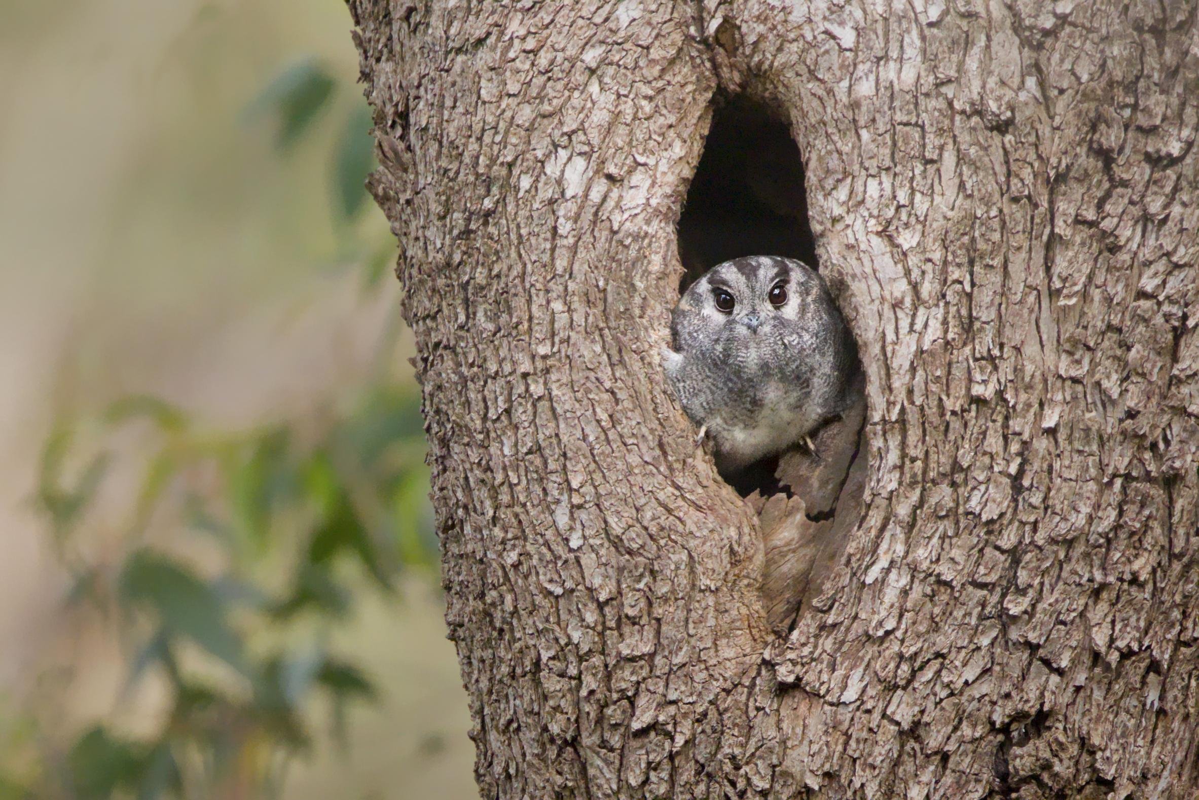 An owlet nightjar peeking out from an oval hollow in a rough-barked tree trunk.