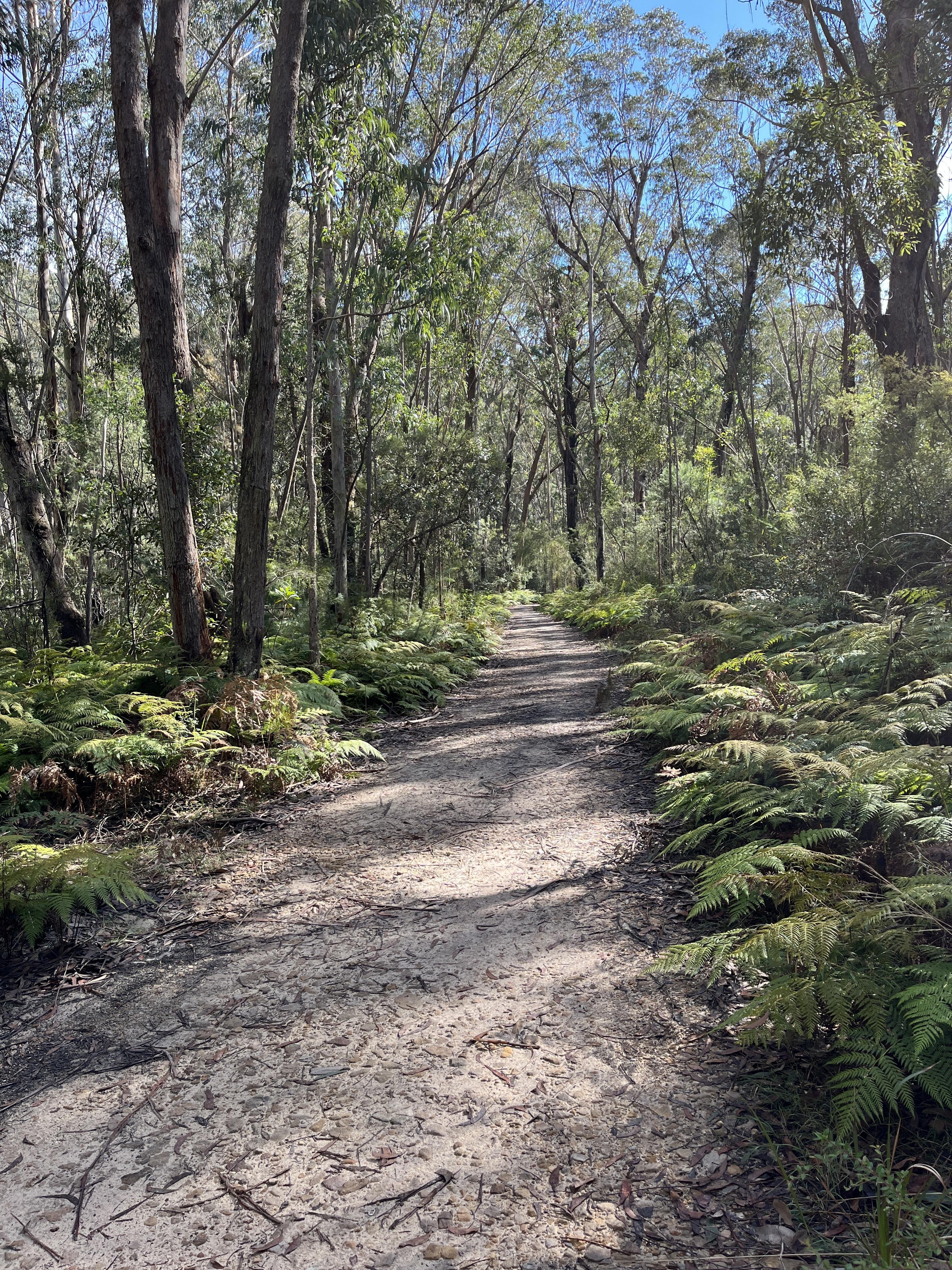 Dirt path through a forest with tall trees and dense green foliage. Ferns and bushes line the pathway, casting shadows on the ground. Sunlight filters through the tree canopy, creating dappled light patterns on the trail. Blue sky visible through the tree branches.