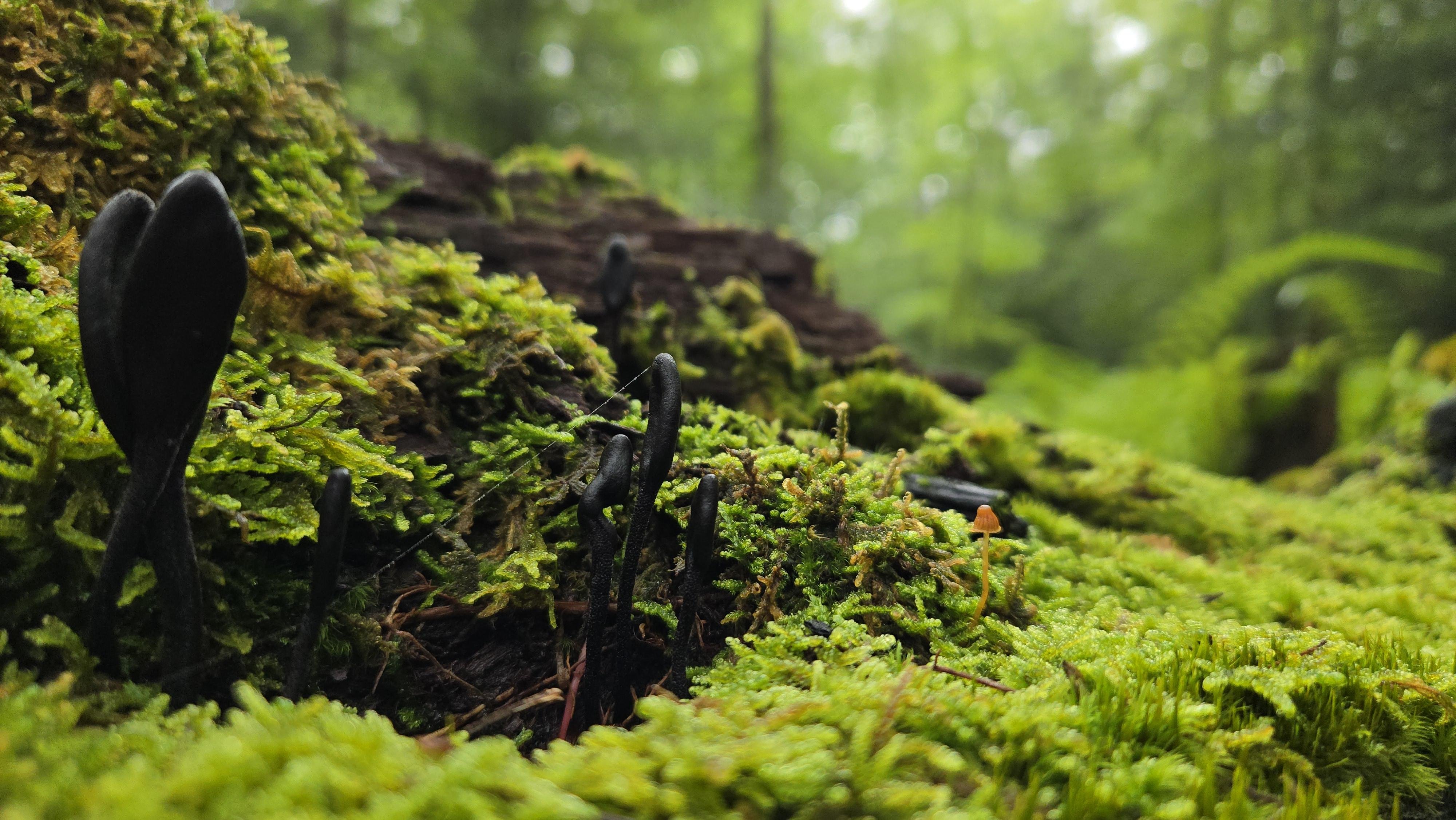 Strange black fungi growing on a moss covered log. Lush green background of ferns and foliage.