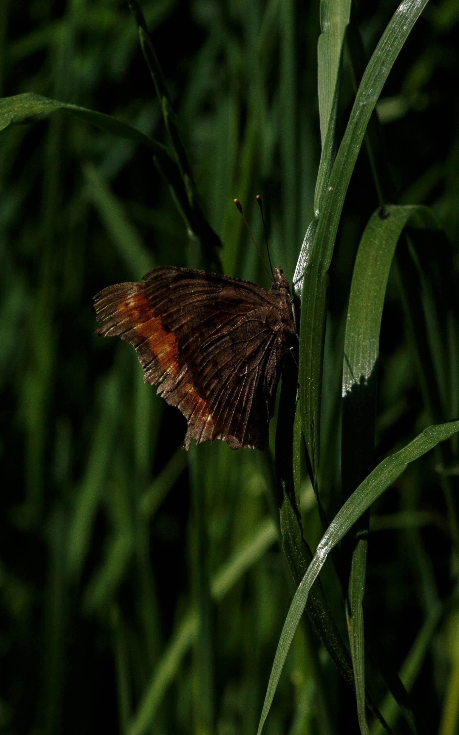 A comma (Polygonia c-album) resting on the leaf of an unidentified grass.