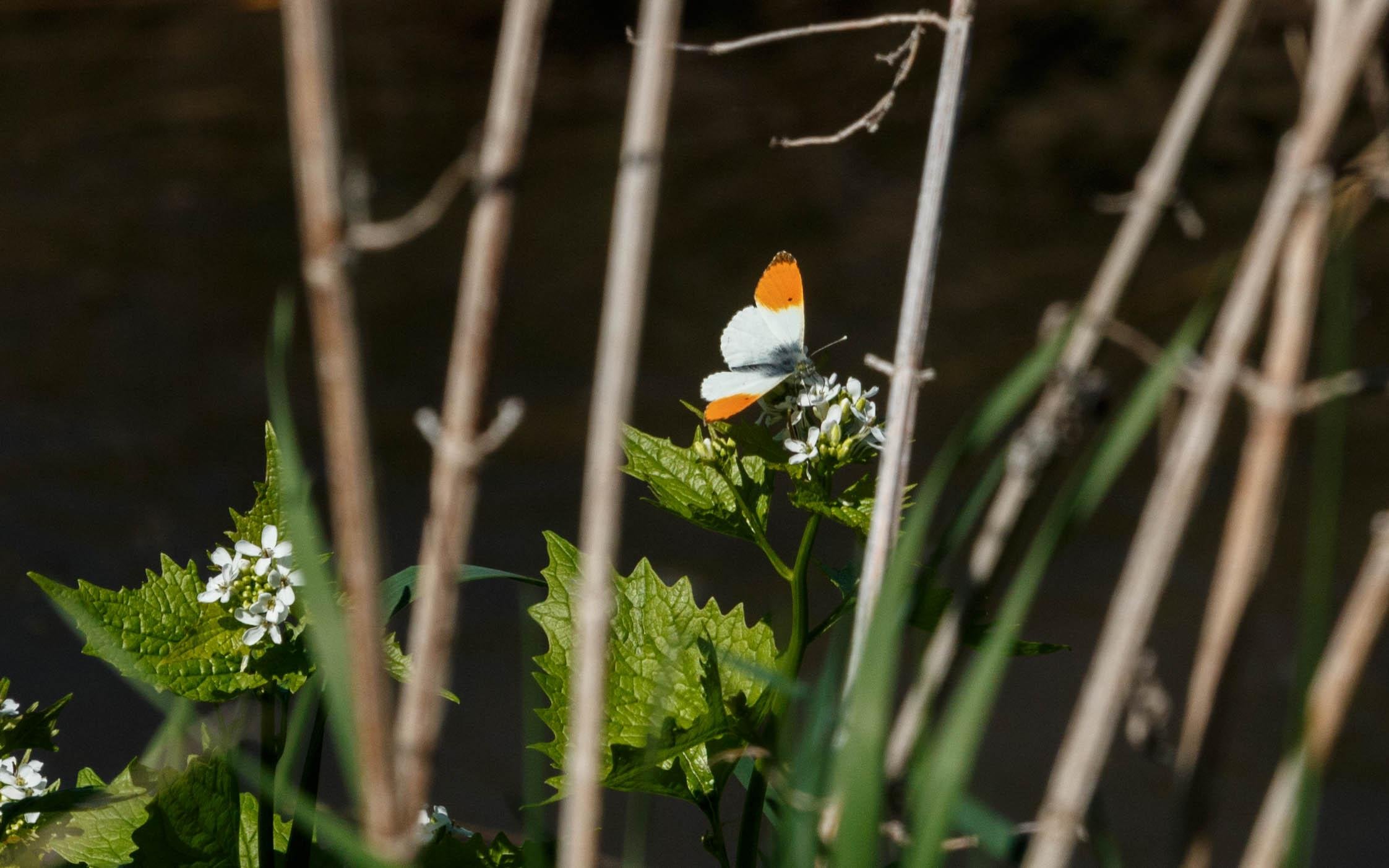 A male orange tip (Anthocharis cardamines) feeding on garlic mustard (Alliaria petiolata).
