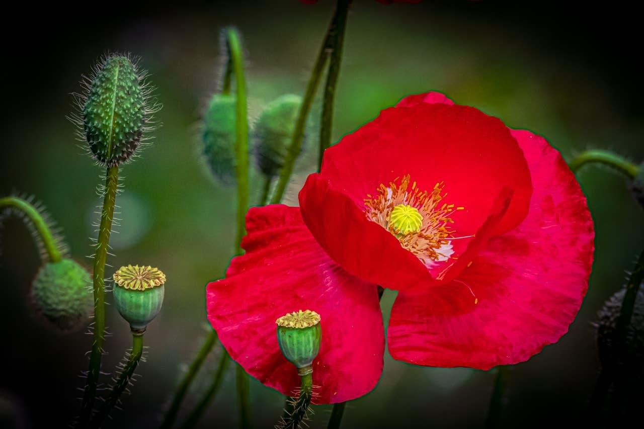 This image shows a vibrant red poppy flower in bloom. Surrounding the poppy are unopened buds and seed pods. The background is blurred, making the red poppy stand out prominently.