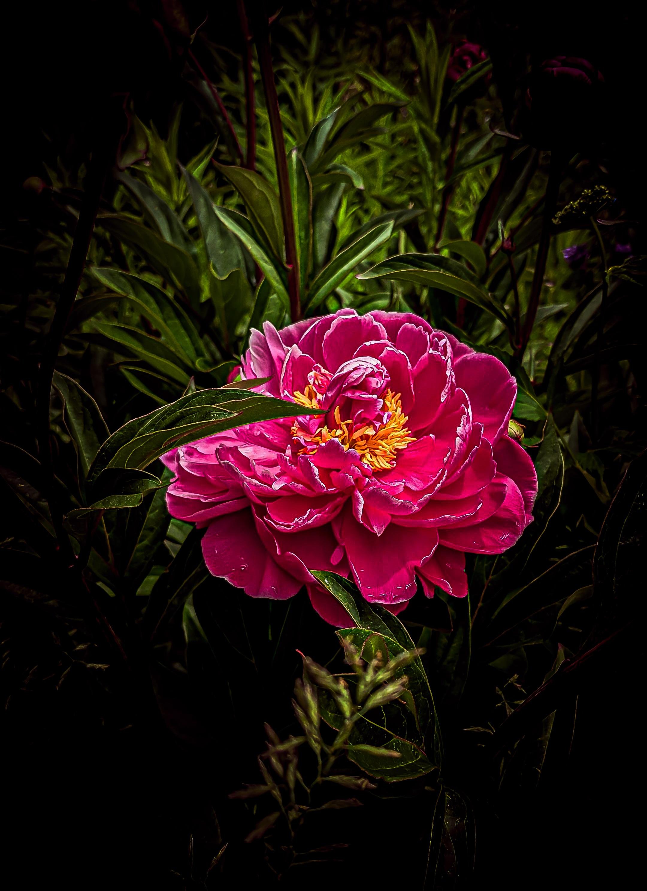 Close-up of a bright pink peony bloom with yellow stamens, centered against dense green leaves and stems in low light with a dark, shadowed background.