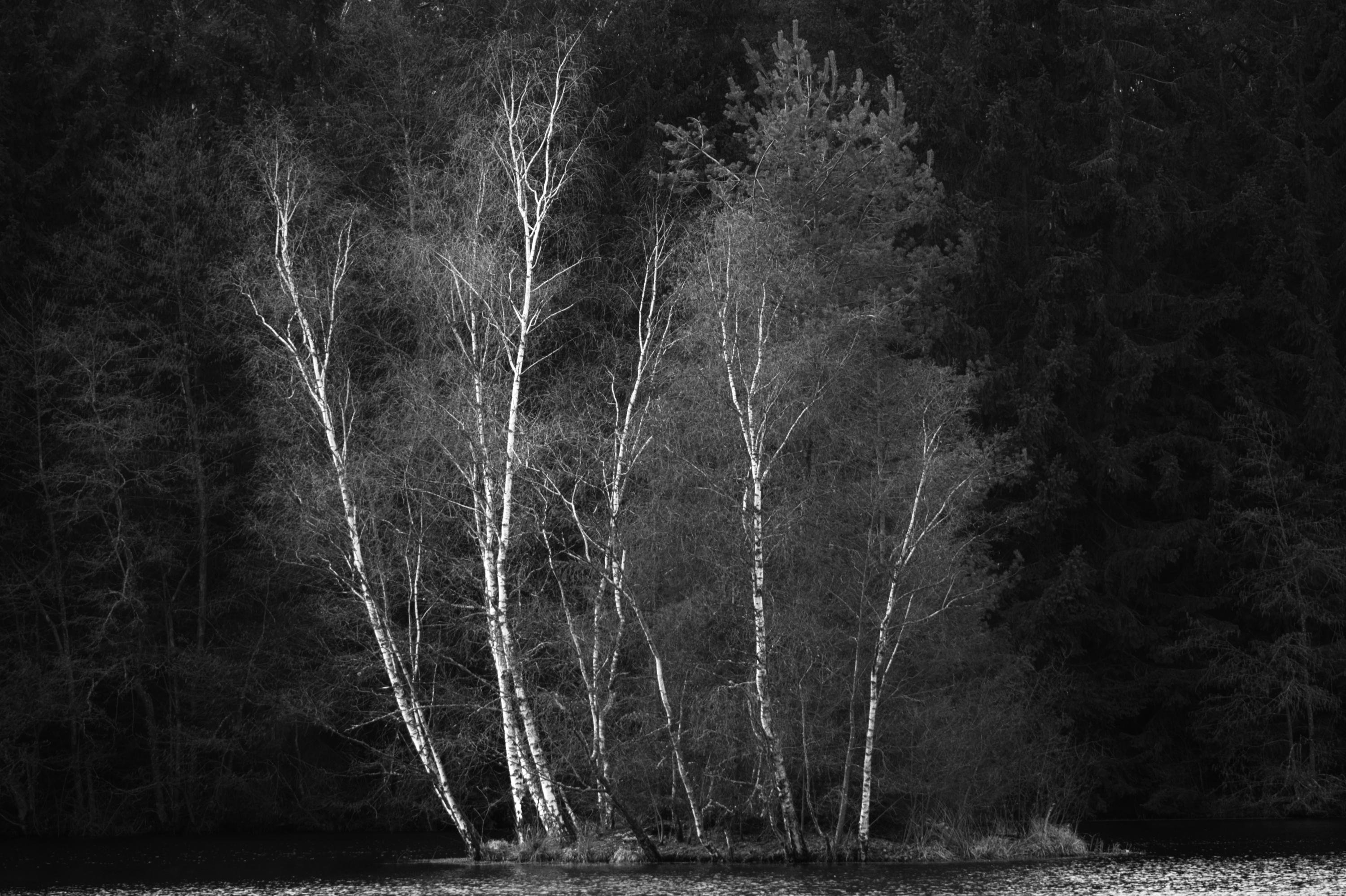 Black-and-white landscape of several slender white-barked birch trees leaning at the edge of a calm body of water, with a dense dark forest filling the background.