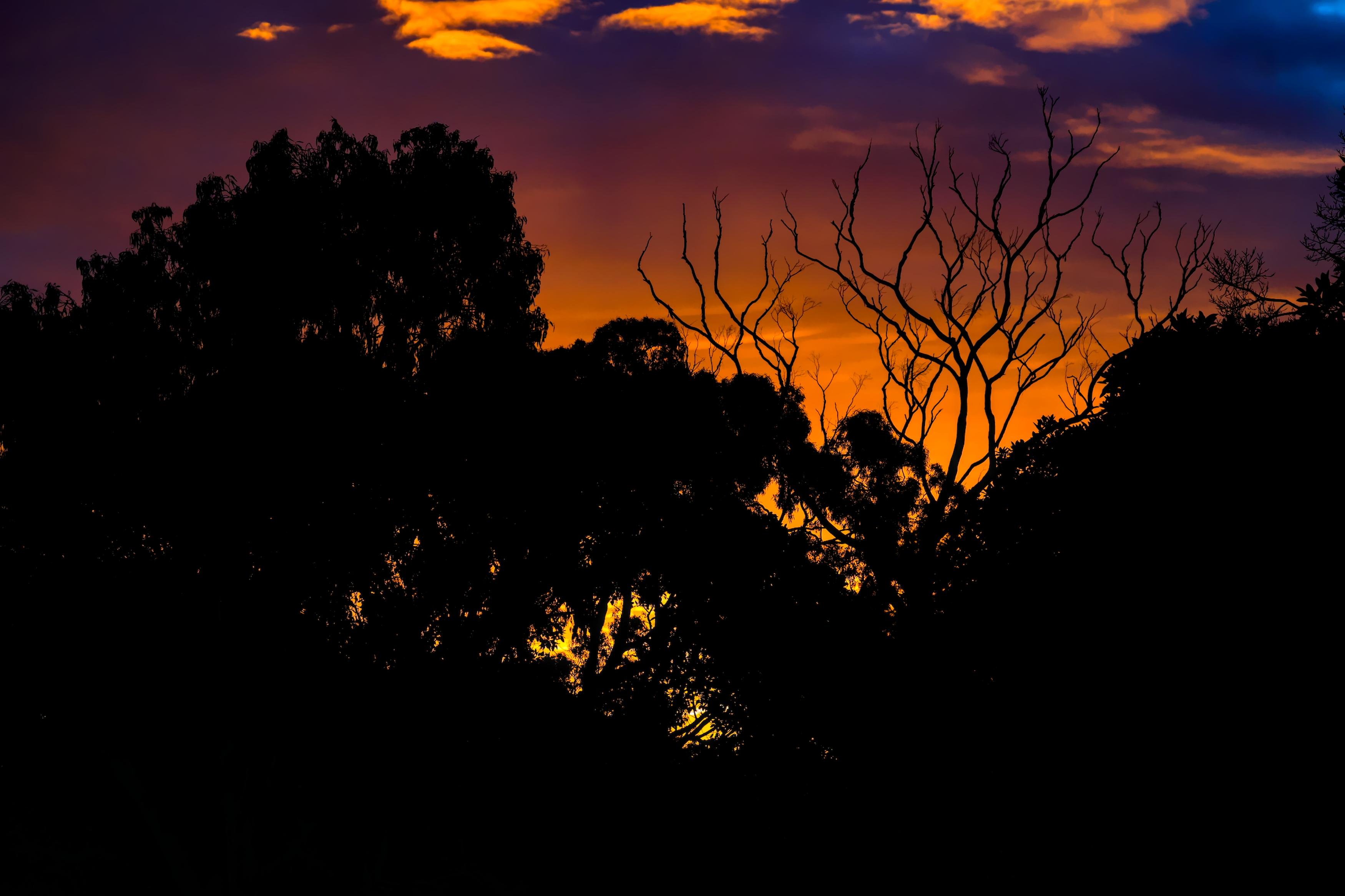 Silhouetted trees and bare branches against a sunset sky with orange and purple clouds, with a dark treeline filling the lower half of the frame.
