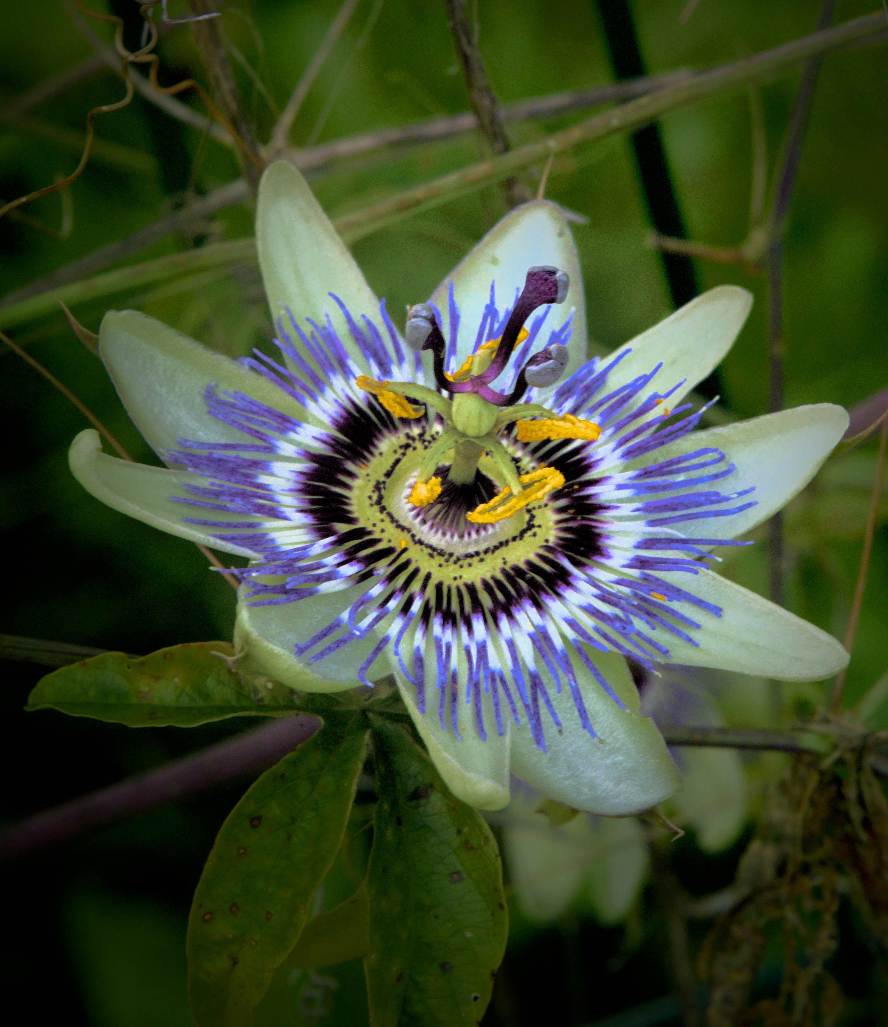 Close-up of a passionflower with pale greenish-white petals, a ring of purple-and-white filaments around a dark center, and prominent yellow anthers and green stigma, set against a blurred green background with vines and leaves.