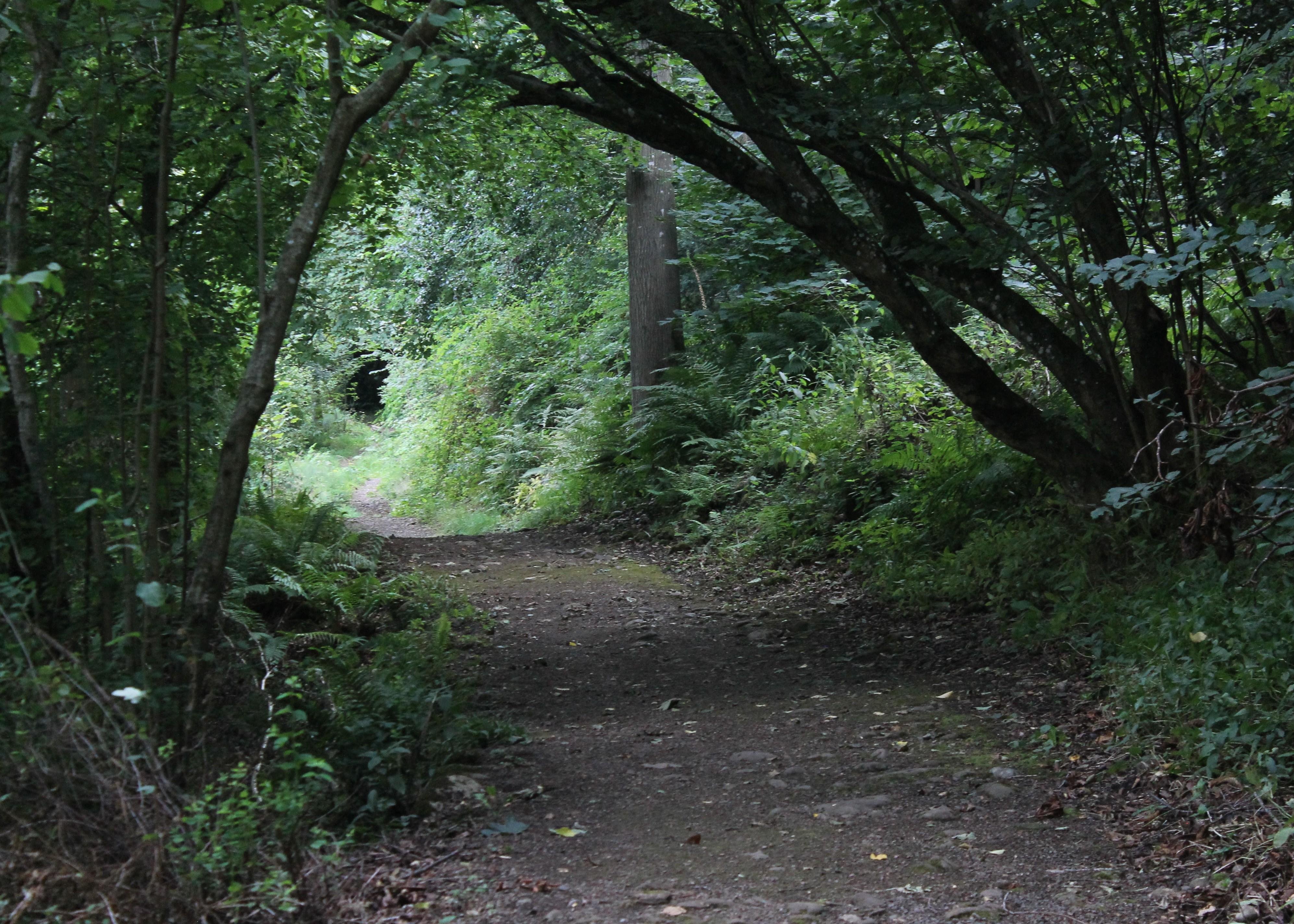 Un bosque con abundante y frondosa vegetación. Hay un camino de tierra marrón oscura, y a sus lados los árboles están inclinados de manera que parece que están formando un túnel o un pórtico sobrecogedor. Al fondo se ve parte del camino más iluminado y una especie de "cueva" formada por la vegetación.