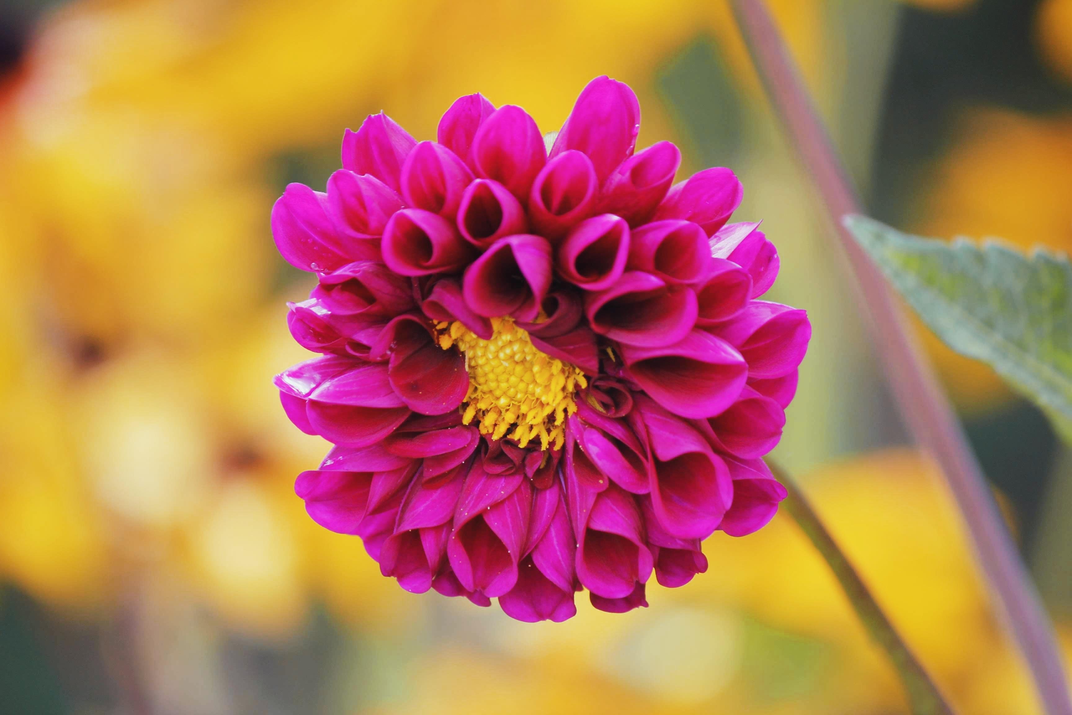 This image shows a vibrant magenta dahlia flower with a yellow center. The background appears to be blurred, making the flower stand out prominently.