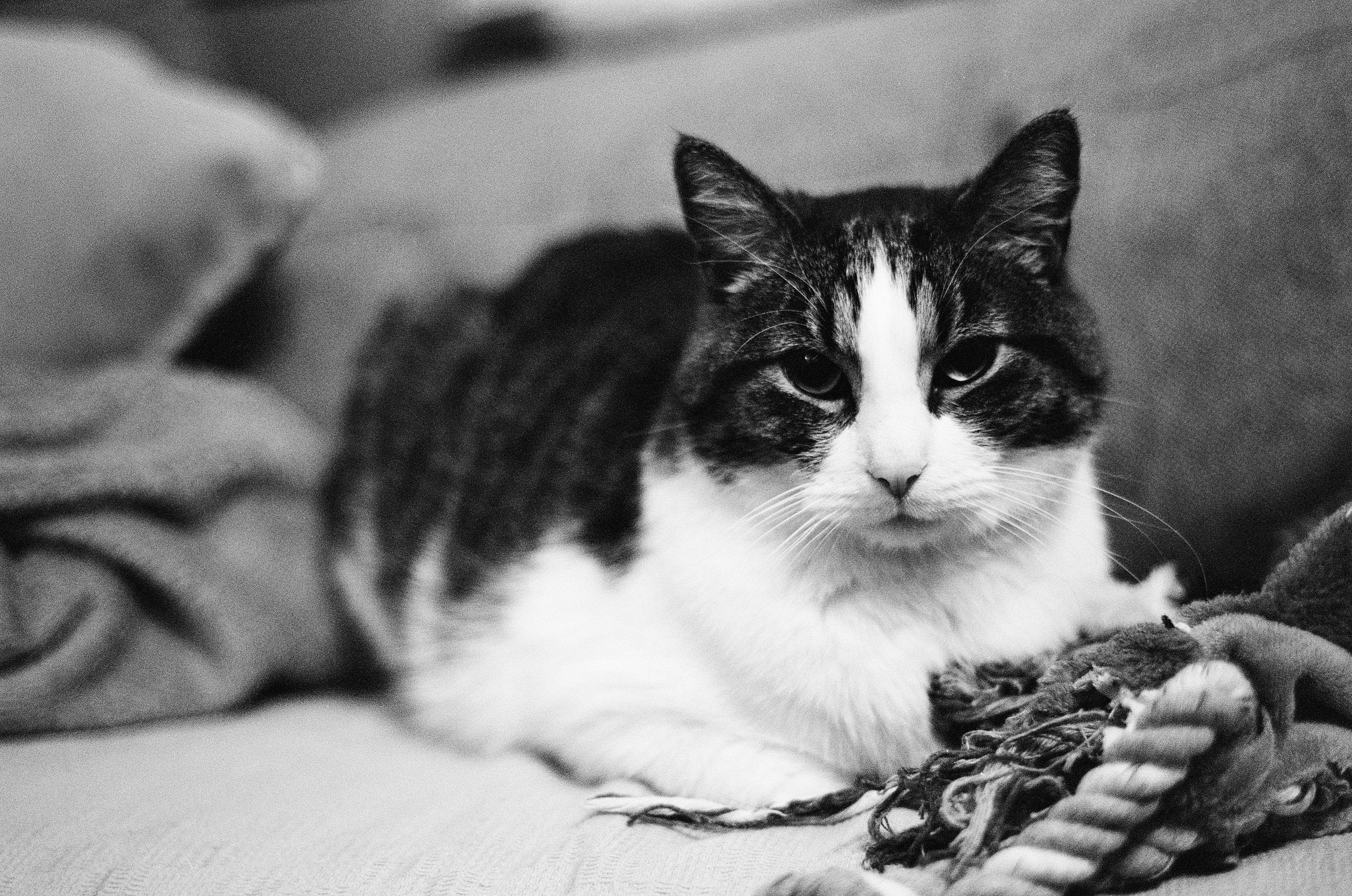 The image shows a black and white photograph of a cat. The cat is sitting on a couch, and there is a rope toy beside it.