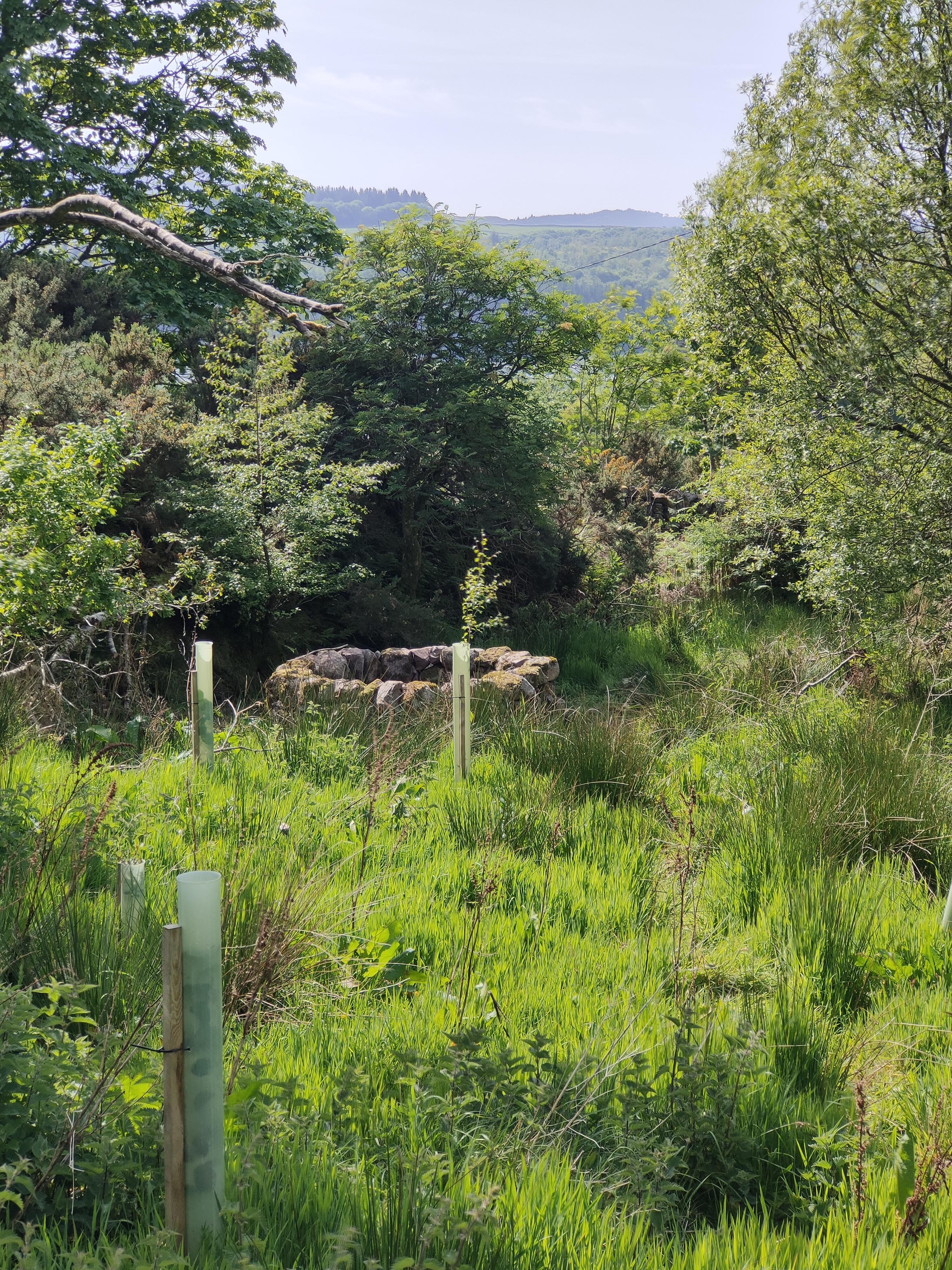 The image depicts a lush, green landscape with various trees and shrubs. In the foreground, there are protective tubes around young trees, likely to aid in their growth and protect them from wildlife. There's also a stone well, surrounded by dense vegetation. 