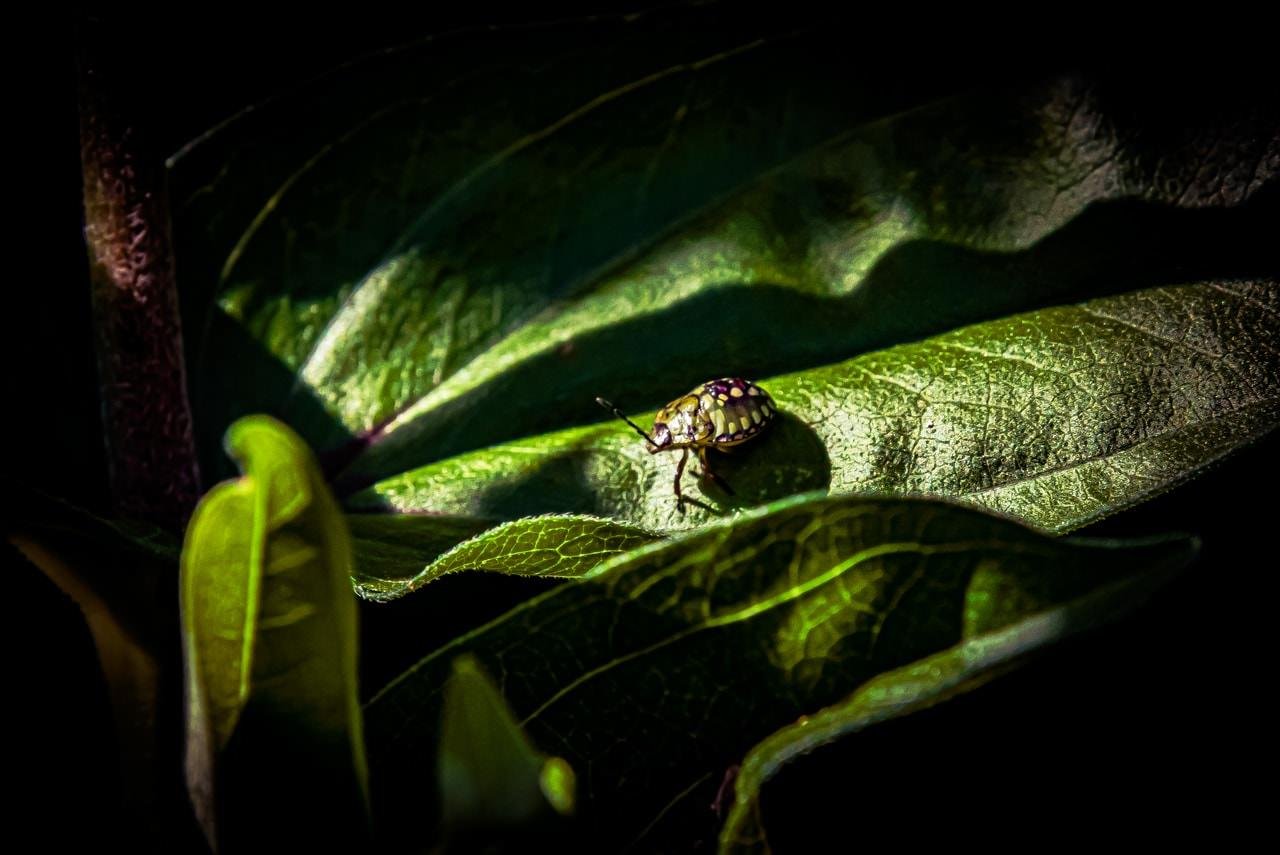 A small beetle with a shiny, patterned shell sits on a large, textured green leaf. The leaf is illuminated by sunlight, casting detailed shadows and highlighting the beetle’s intricate markings. Surrounding leaves are partially visible, with some areas in shadow, creating a dramatic contrast.
