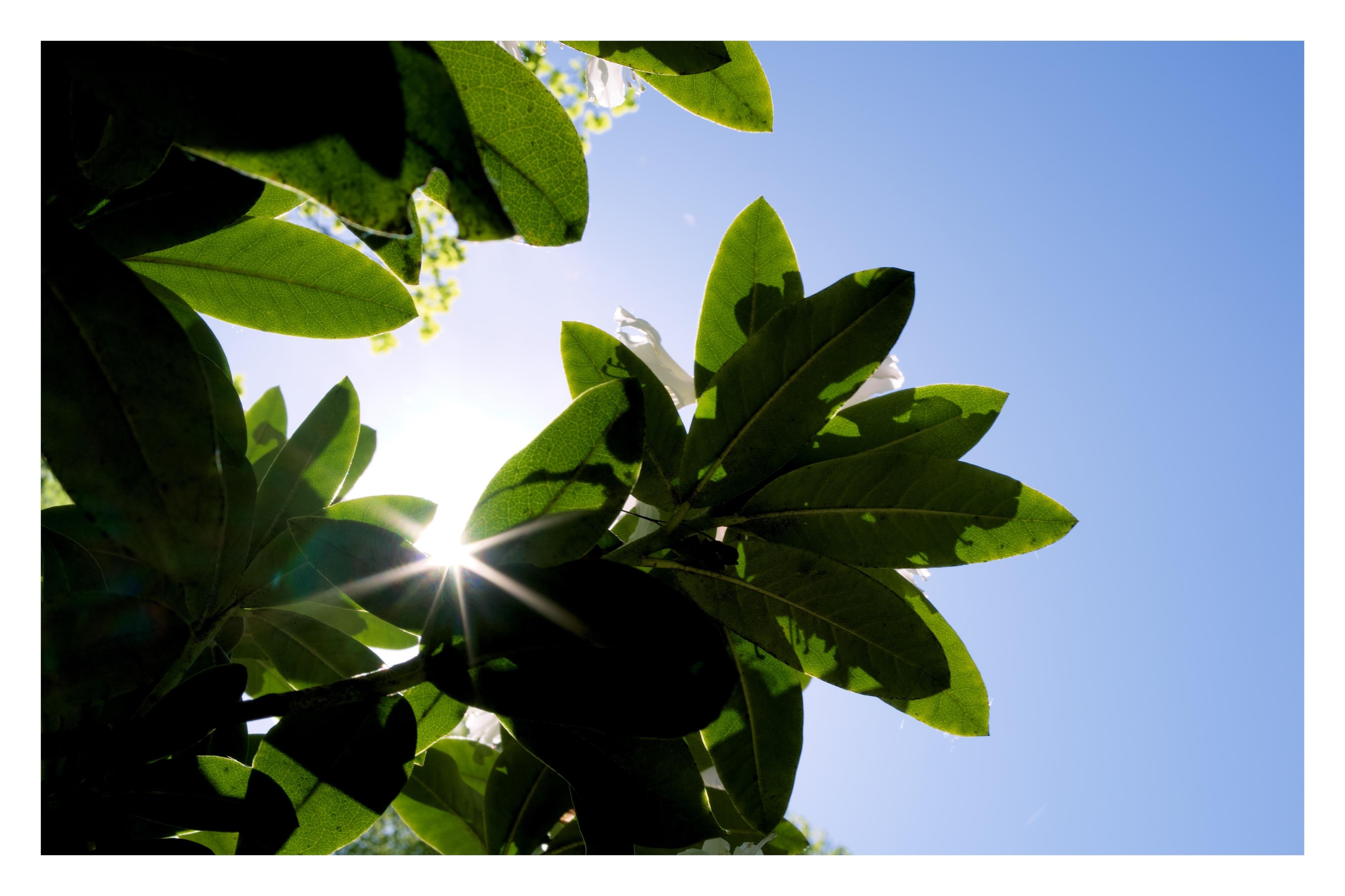 Sonnenstrahlen scheinen durch grüne Blätter vor blauem Himmel.