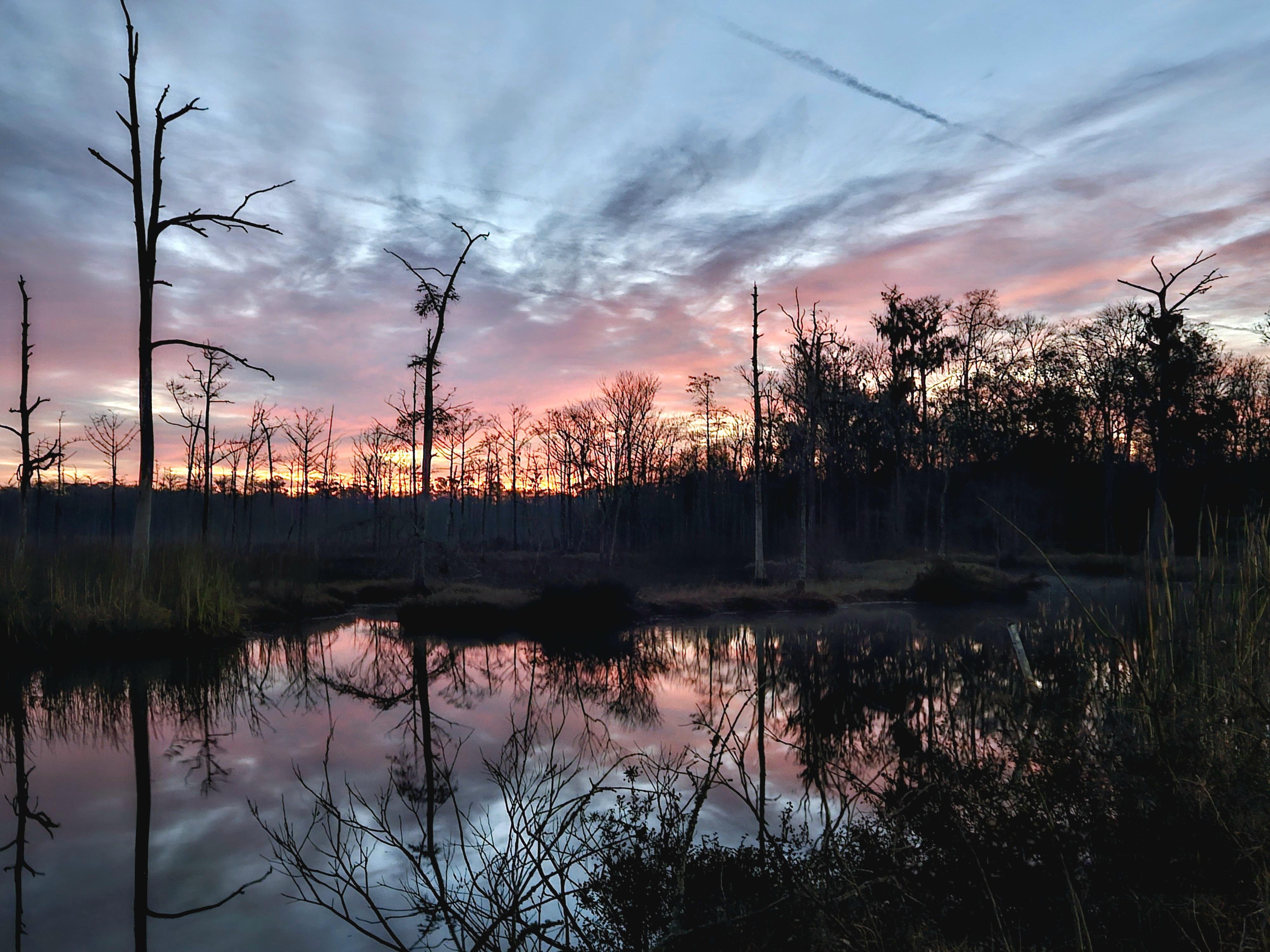 Silhouetted trees surround a calm, reflective body of water at sunset. The sky displays gradients of pink, purple, and orange, with scattered clouds. Tall grasses and bare branches frame the foreground, while the vibrant colors cast reflections on the water's surface.