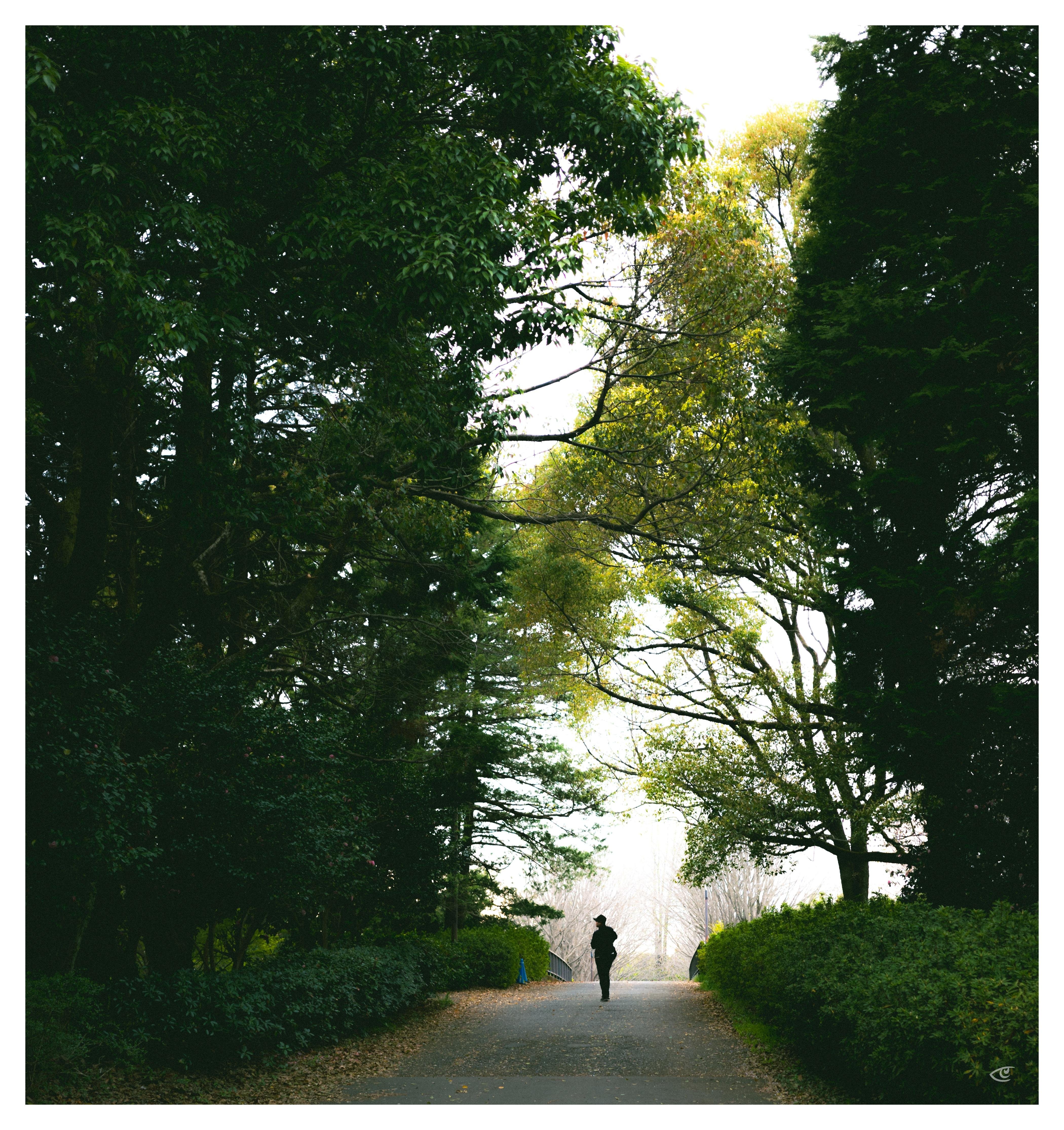 Single person walking away along a paved path in a park, framed by tall trees and dense green shrubs on both sides, with an overhanging canopy of branches and light sky visible at the end of the path.