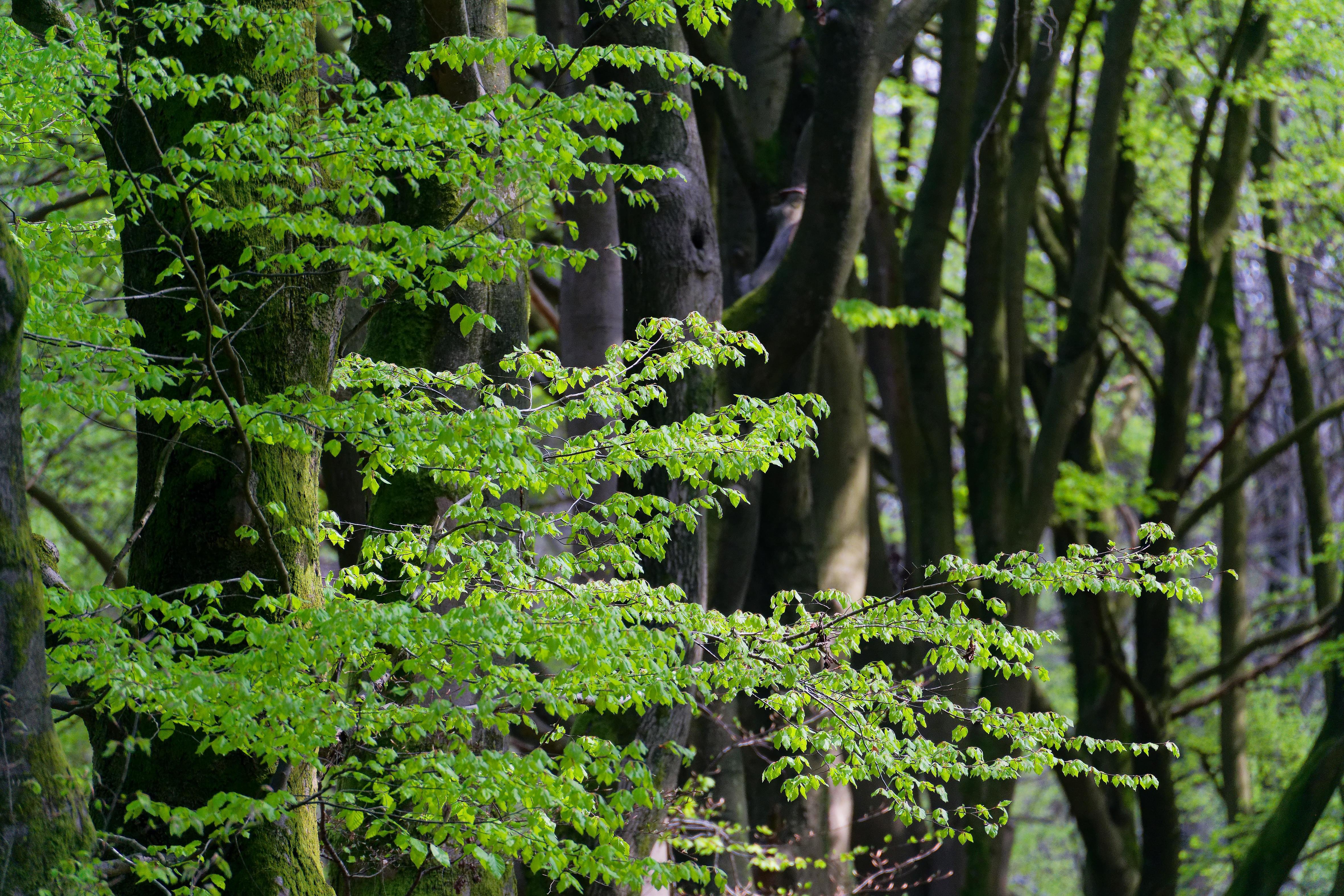 This image shows a lush forest scene with several trees and vibrant green leaves. The sunlight seems to be filtering through the branches, highlighting the foliage. The trunks of the trees have a textured bark, adding depth to the natural setting.