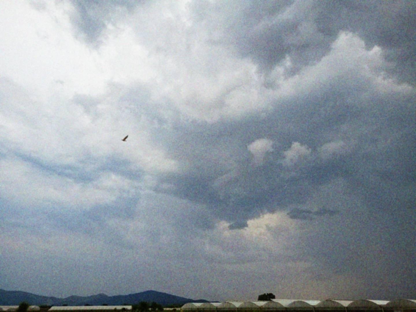 Profilo di un gabbiano contro il cielo nuvoloso che occupa quasi tutta l'immagine, in basso si intravedono le coperture di alcune serre.