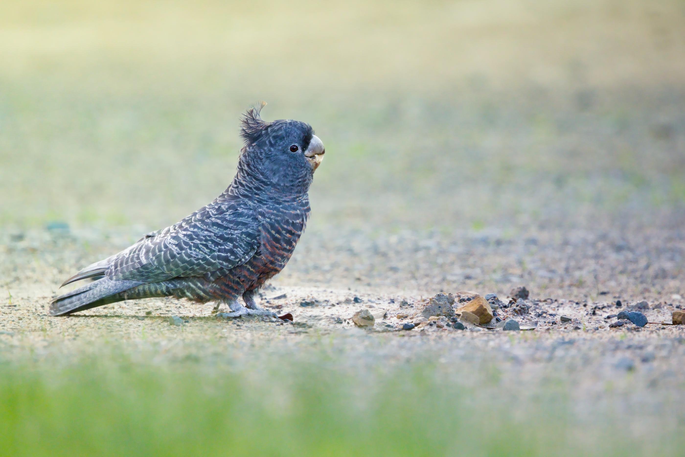 A female Ganggang with a small crest stands on a sandy gravel surface, facing right, with a blurred green background and foreground.