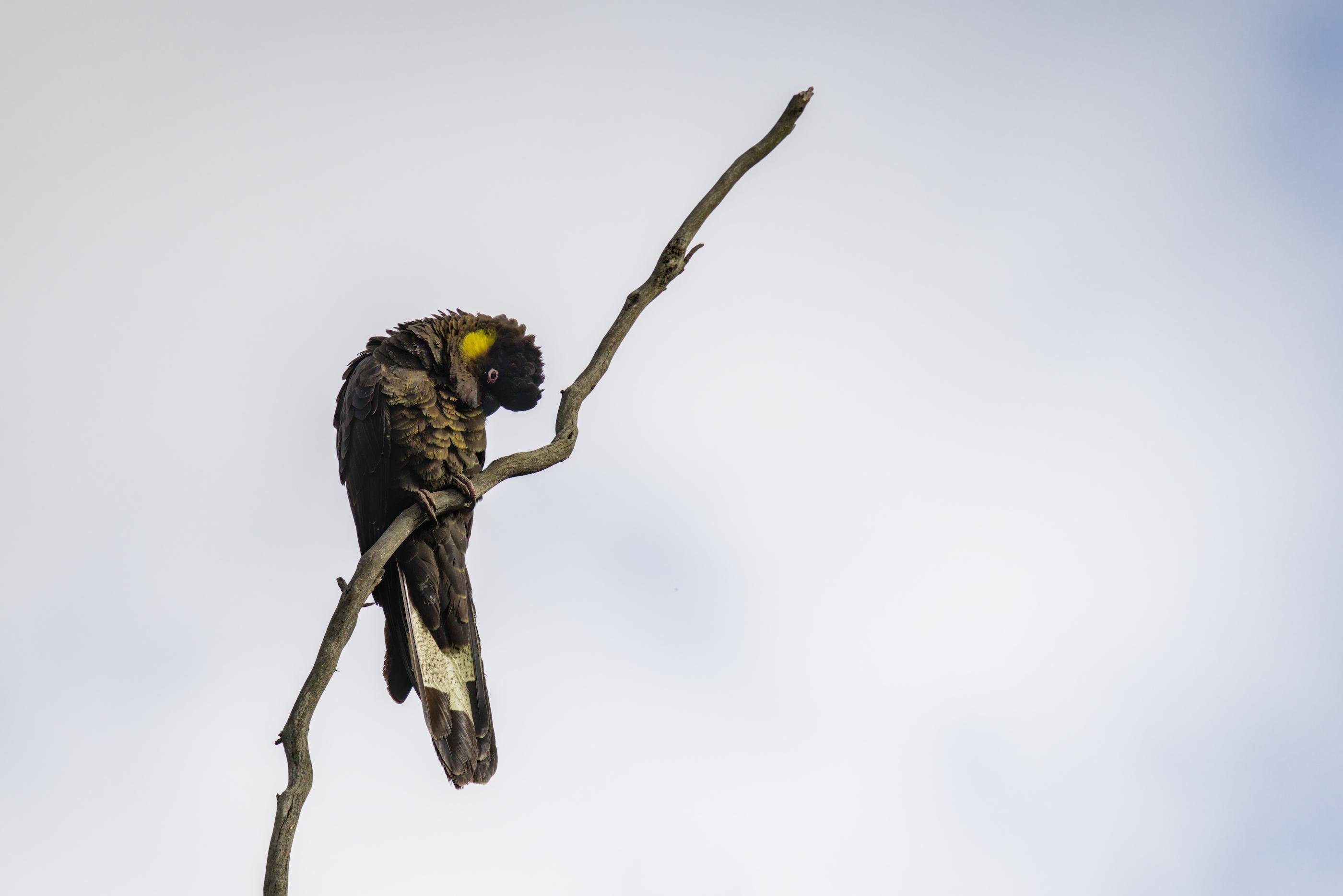 a Yellow-tailed cockatooperched on a bare, forked branch, head tucked down, against a pale cloudy sky.