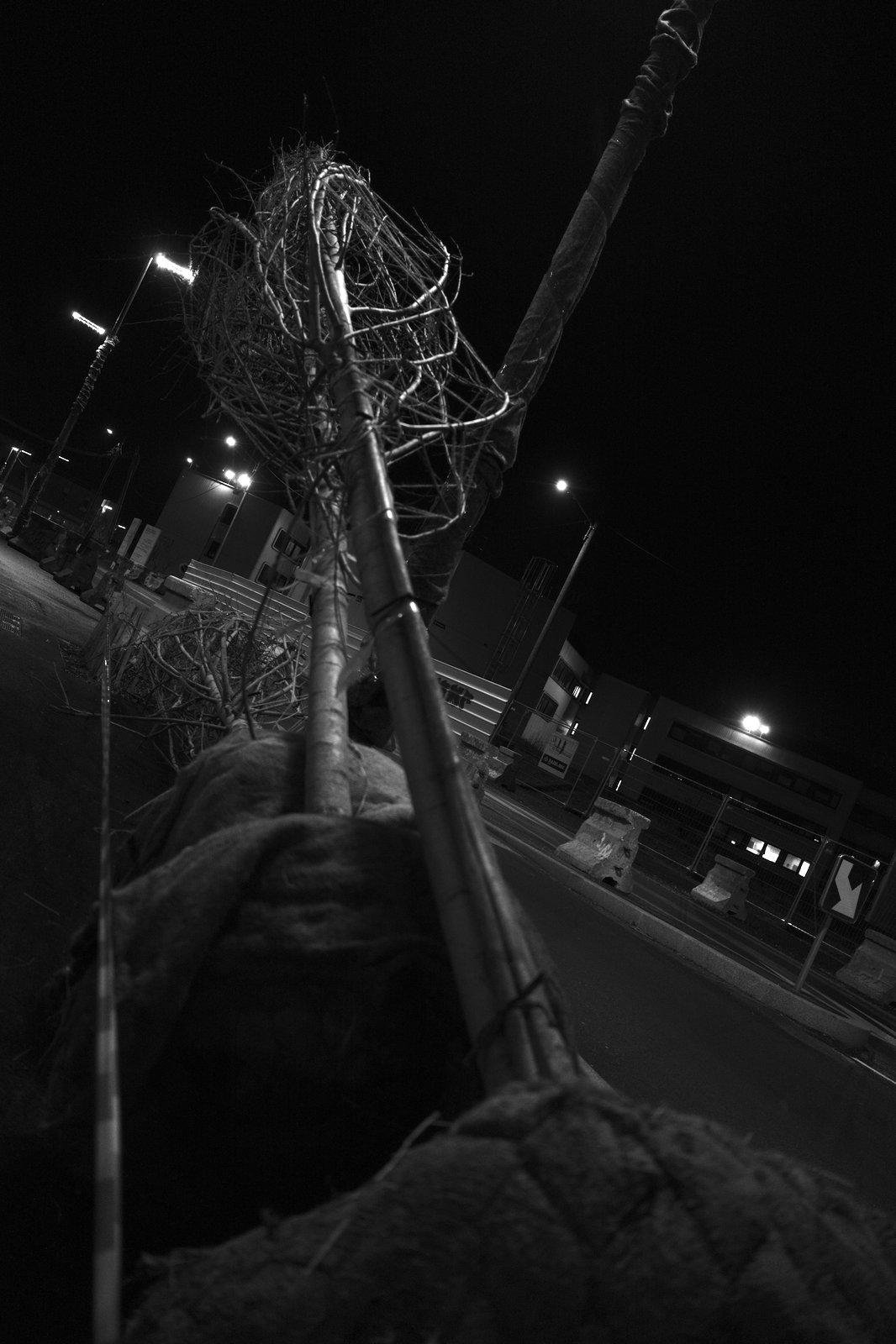 Photo format portrait en noir et blanc, de nuit, montrant des arbres sans feuille, couchés au sol, les racines protégées dans des sac, attentant d’être plantés