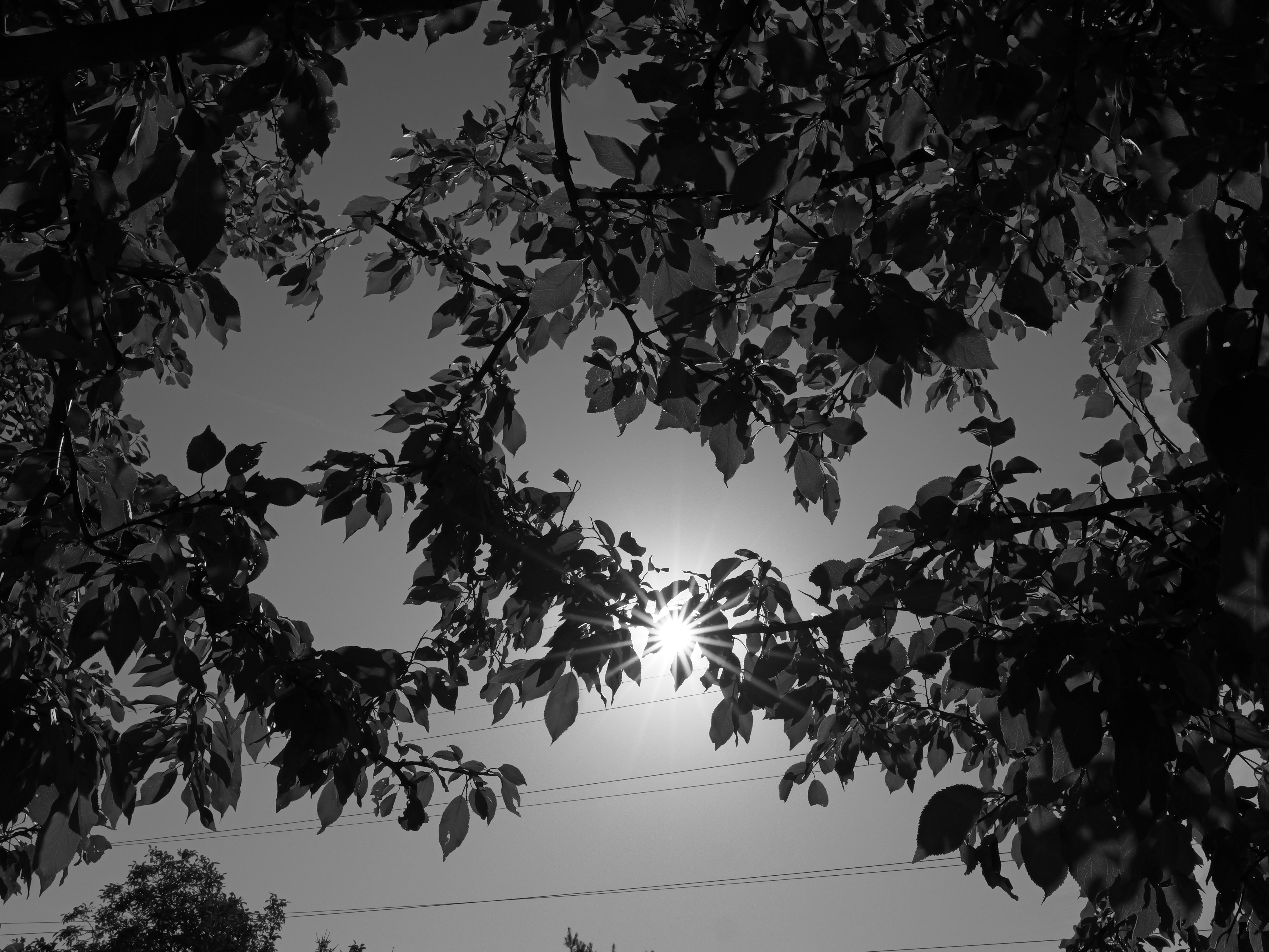 The image shows a black and white photograph of tree branches with leaves silhouetted against the sky. Sunlight is peeking through the foliage, creating a starburst effect. There are also some visible power lines in the background.