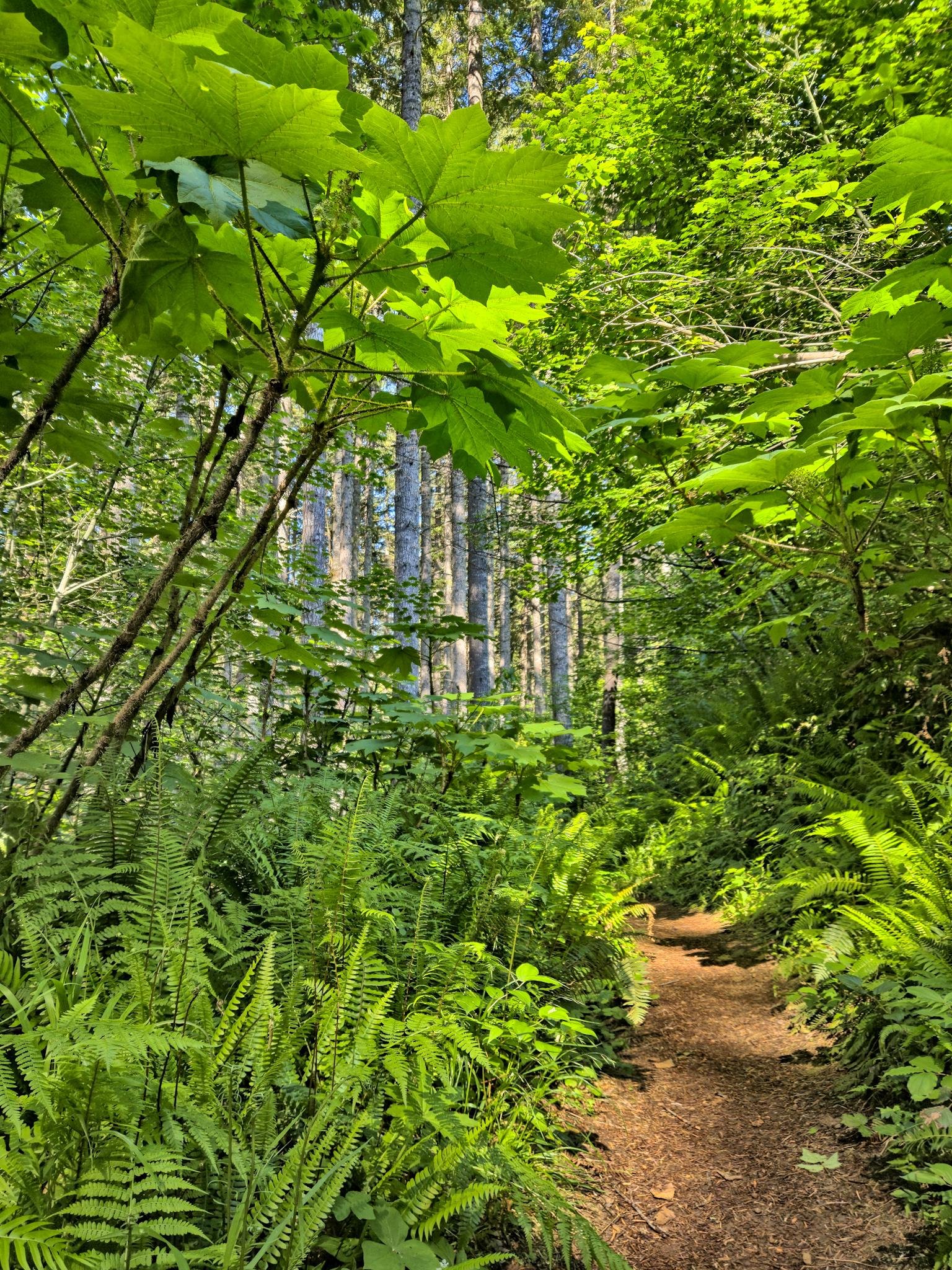 A narrow forest trail winds through dense greenery, flanked by lush ferns and tall trees. Large green leaves, including those of Oplopanax horridus, overhang the path, creating a canopy. Sunlight filters through the foliage, casting dappled light on the ground.