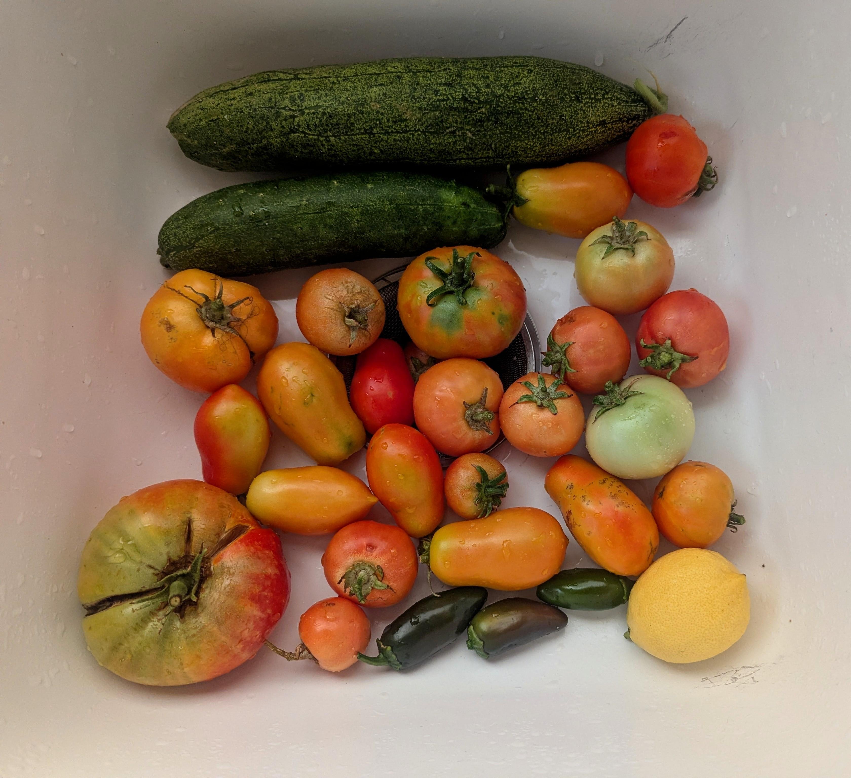Assorted garden vegetables in a white sink: two large cucumbers  at the top, mixed heirloom and cherry tomatoes in red, orange, and green across the center, three dark green jalapeños near the bottom, and a yellow lemon at the lower right.