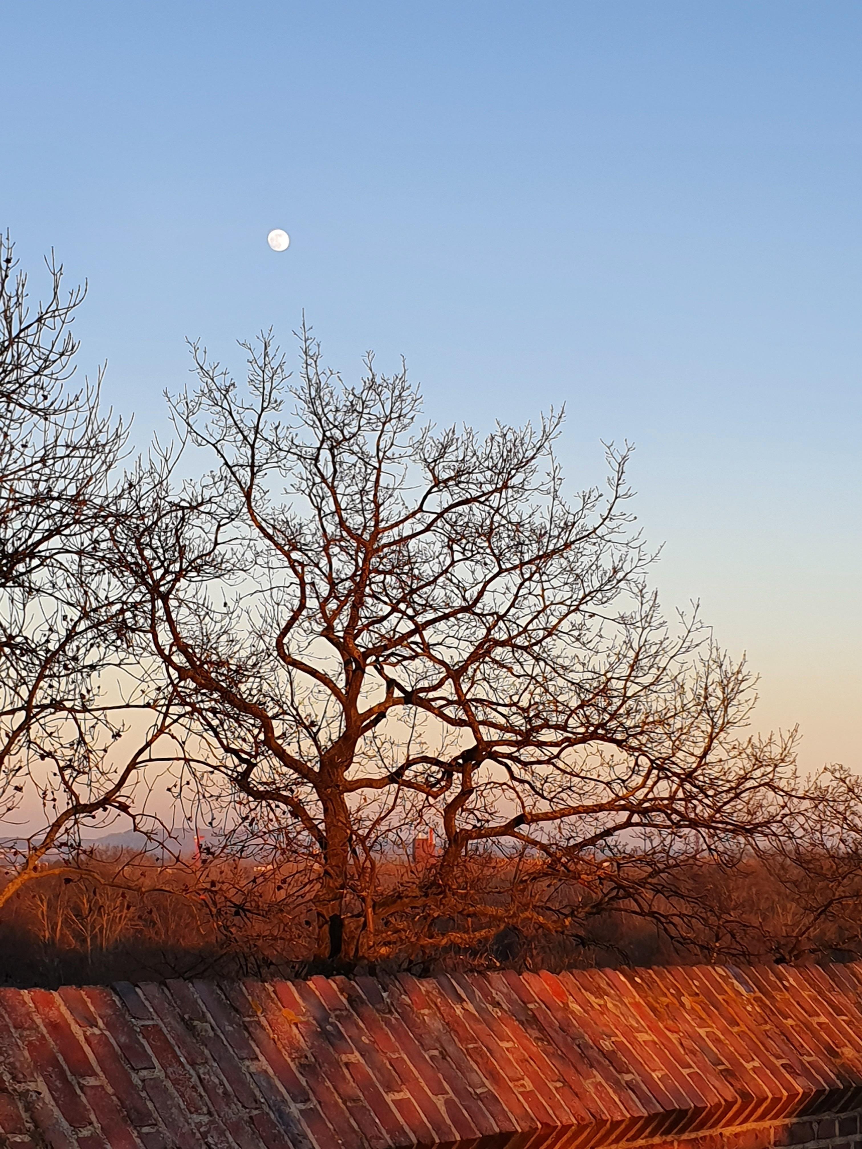 a big old tree without leaves against a sunset sky, with the moon already visible on the light blue sky over the tree top, while still being shone on by the setting sun, making it look red. In the foreground there's a red brick wall. 