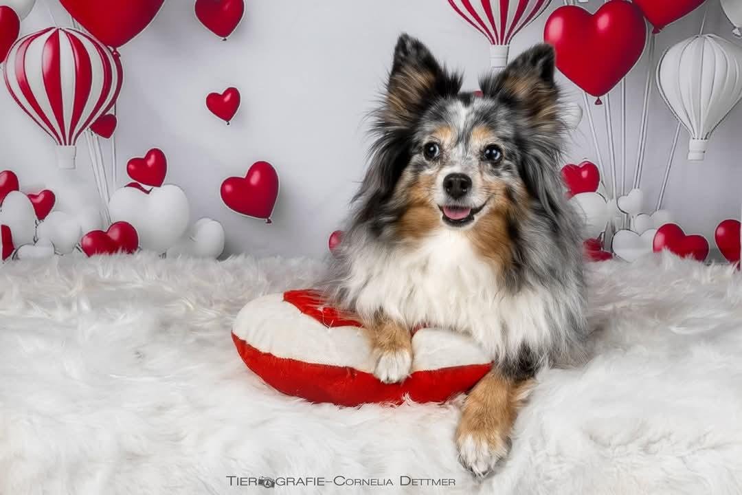 Hallo, ich bin ganz neu hier. Das ist Amy 13 Jahre alt und ein Miniaussie 