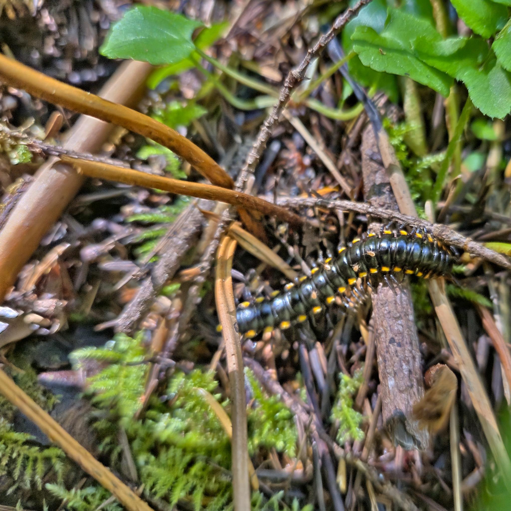 Black and yellow millipede crawling on a forest floor, surrounded by twigs, green moss, and leaves.