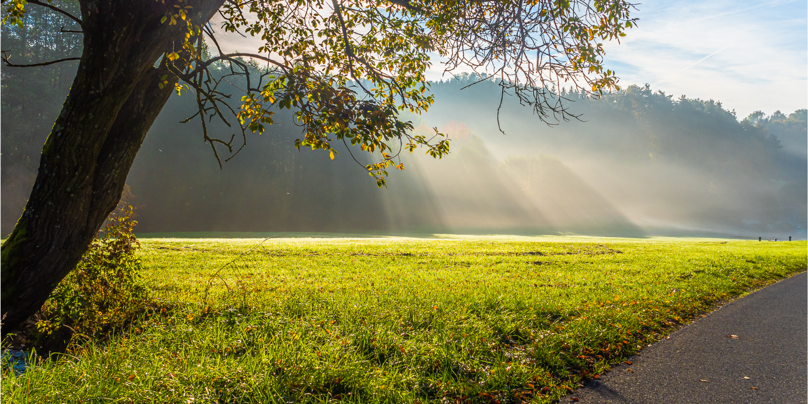 header profile