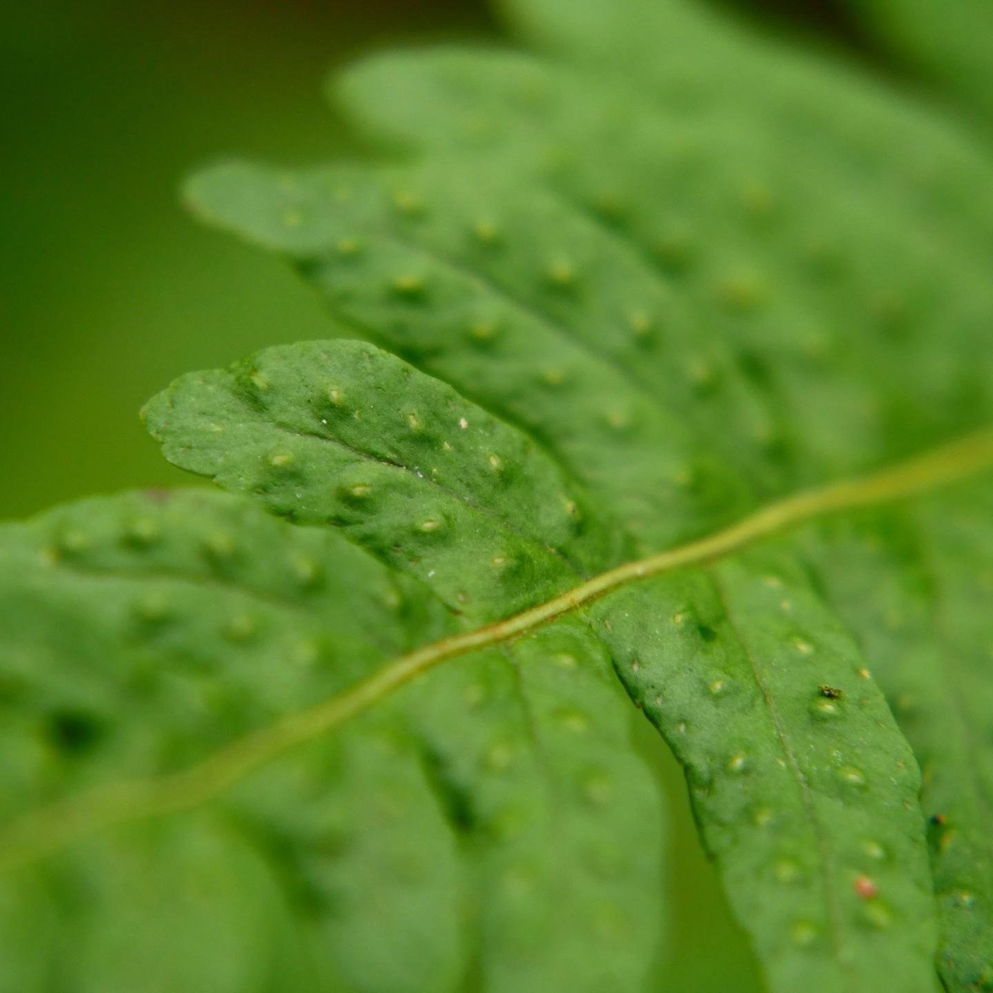 The image shows a close-up of a green fern leaf. The surface of the leaf is textured with small bumps, and you can see a central vein running through it. The details suggest it might be a species with sporangia or sori on the underside, common in ferns.