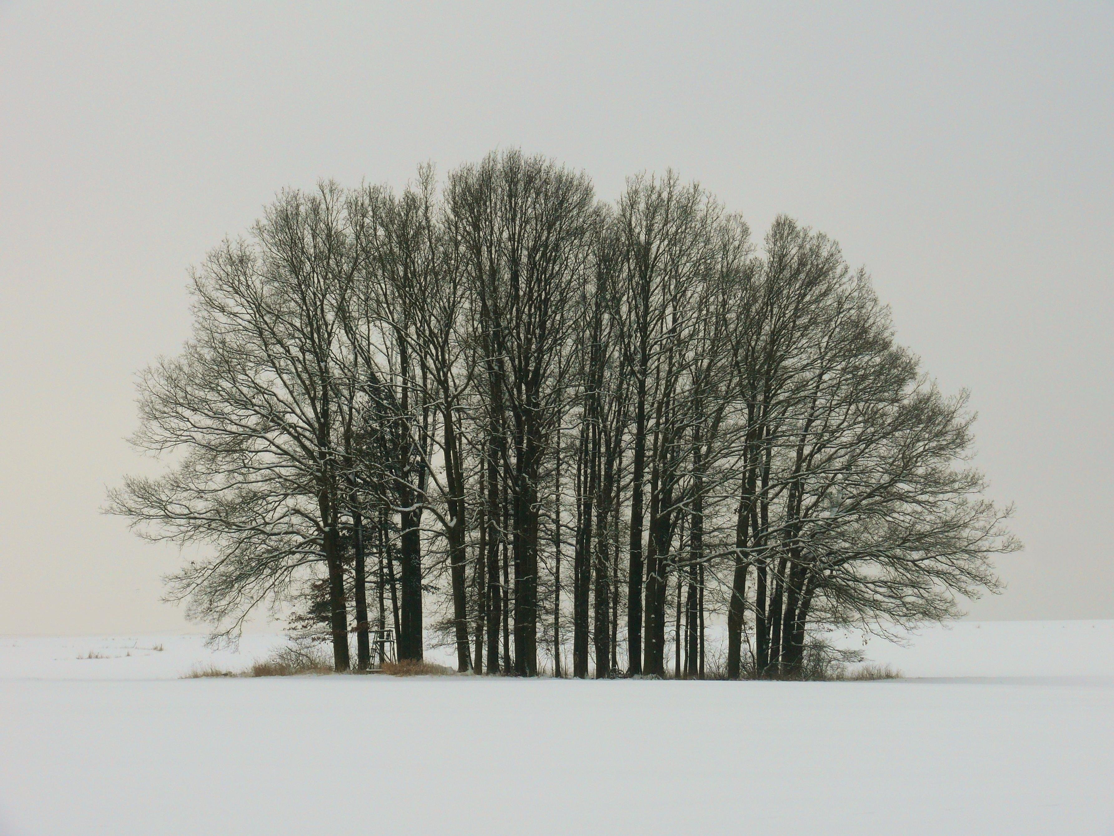 Cluster of leafless trees standing in a snowy field, with dark trunks and branches against a pale gray sky.