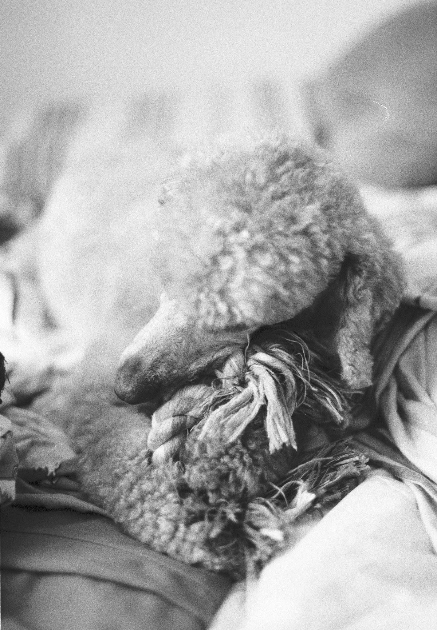 Close-up black-and-white photo of a curly-haired dog lying on a bed, head resting on its paws while holding and chewing a frayed rope toy, with a blurred pillow in the background.