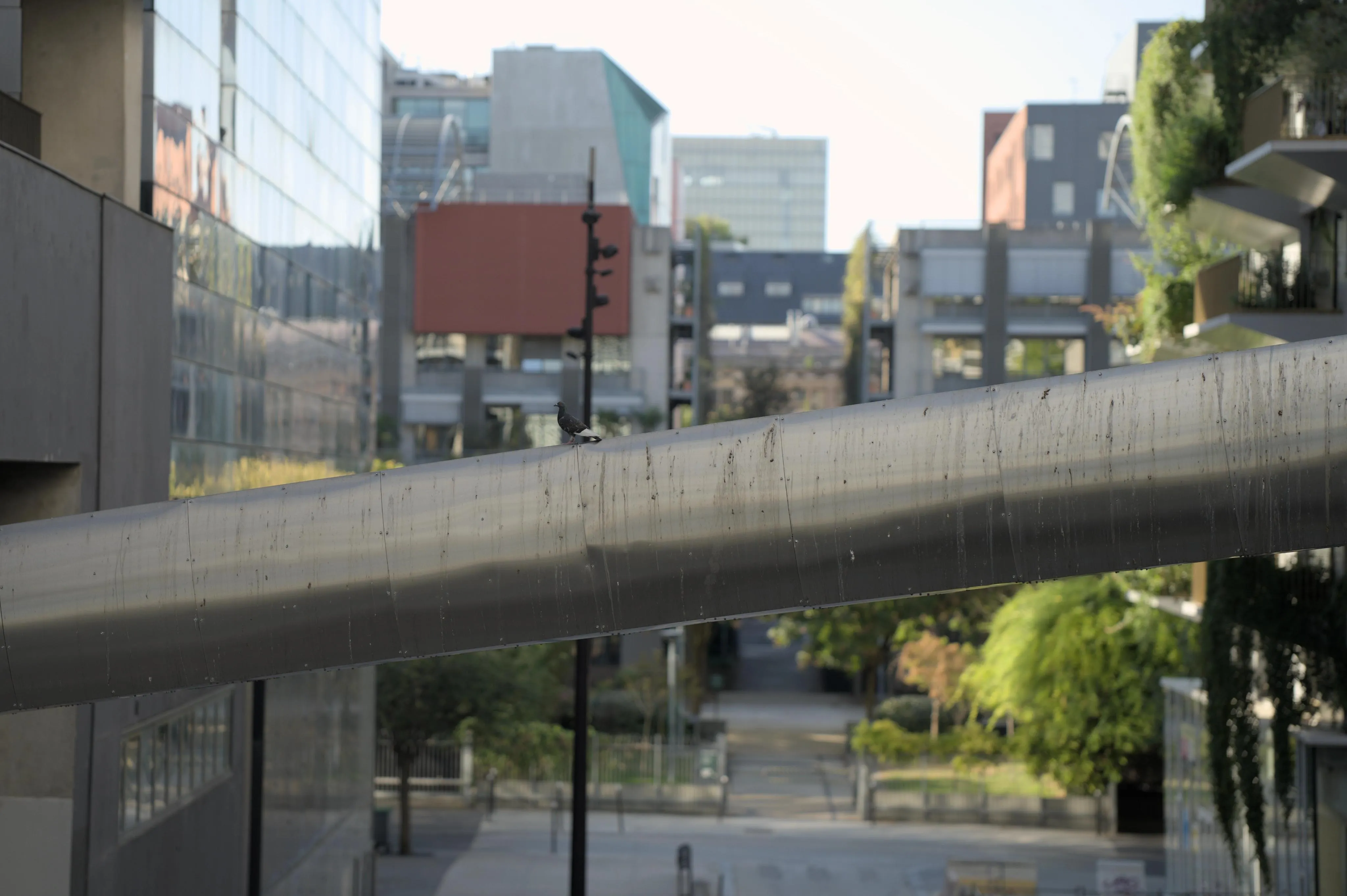 Photograph of a pigeon sitting atop a cylindrical metallic support or pipe between two buildings in a city, above the street. The metallic support is located several floors above the visible street level. The metallic support is stained all over by bird droppings. In the blurry background, a tall black utility pole stands in perspective straight behind the pigeon. In the blurry out-of-focus background, a park and modern buildings can be seen after a street T-turn. The closest building on the right side has balconies and is covered with ivy. The sun is hitting its walls.