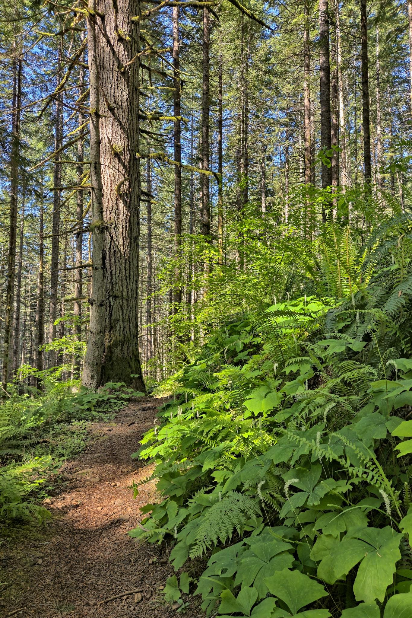 Forest path surrounded by tall pine trees and dense green ferns, with sunlight filtering through the canopy, creating dappled shadows on the ground.