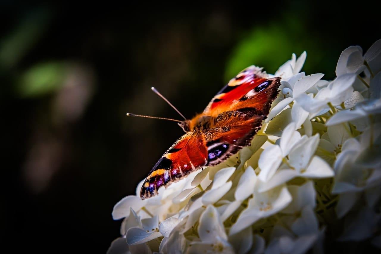 Orange and red butterfly with black, white, and blue markings resting on a cluster of white flowers, photographed close up against a dark blurred background.