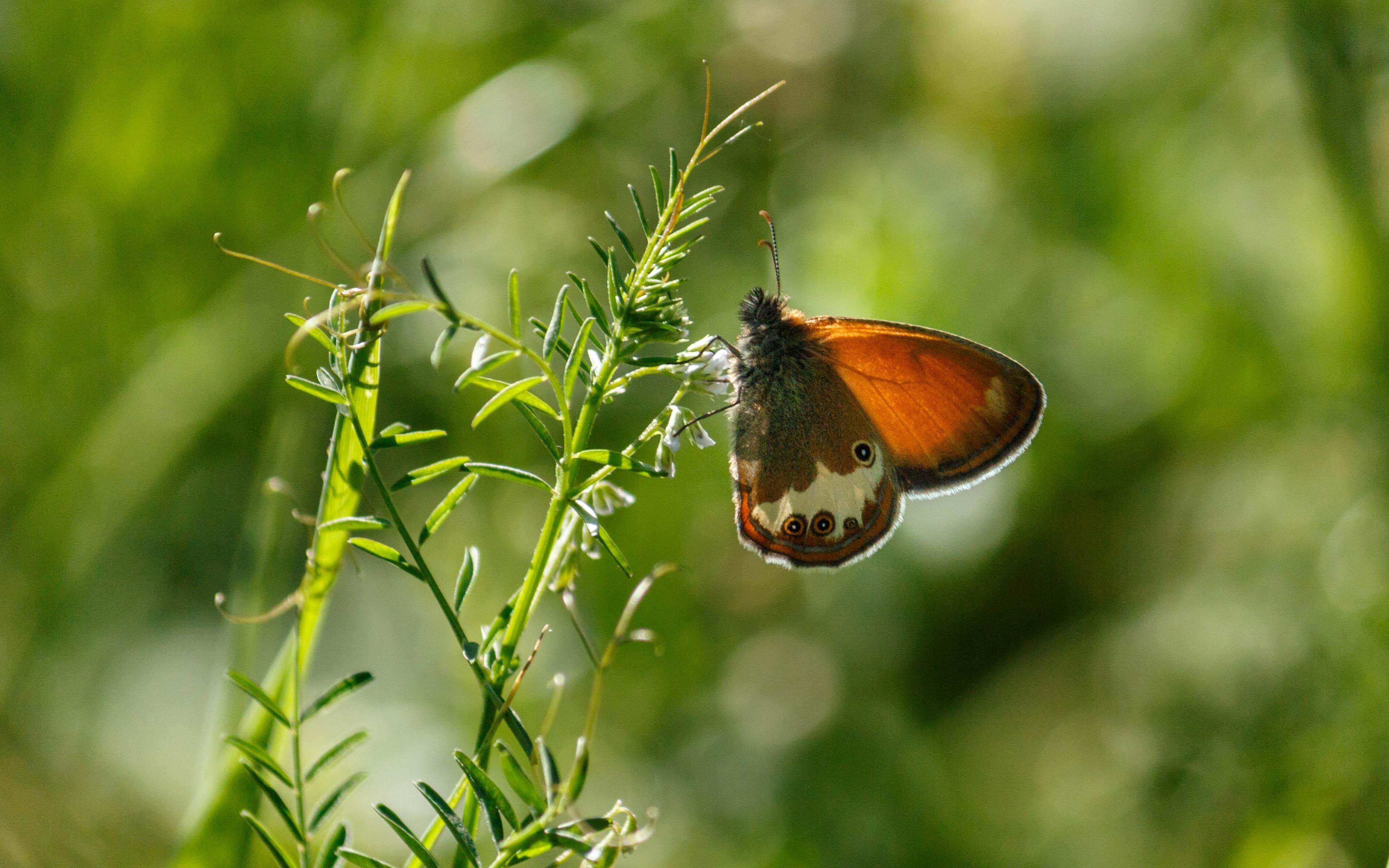 A pearly heath (Coenonympha arcania) resting on hairy tare (Vicia hirsuta).