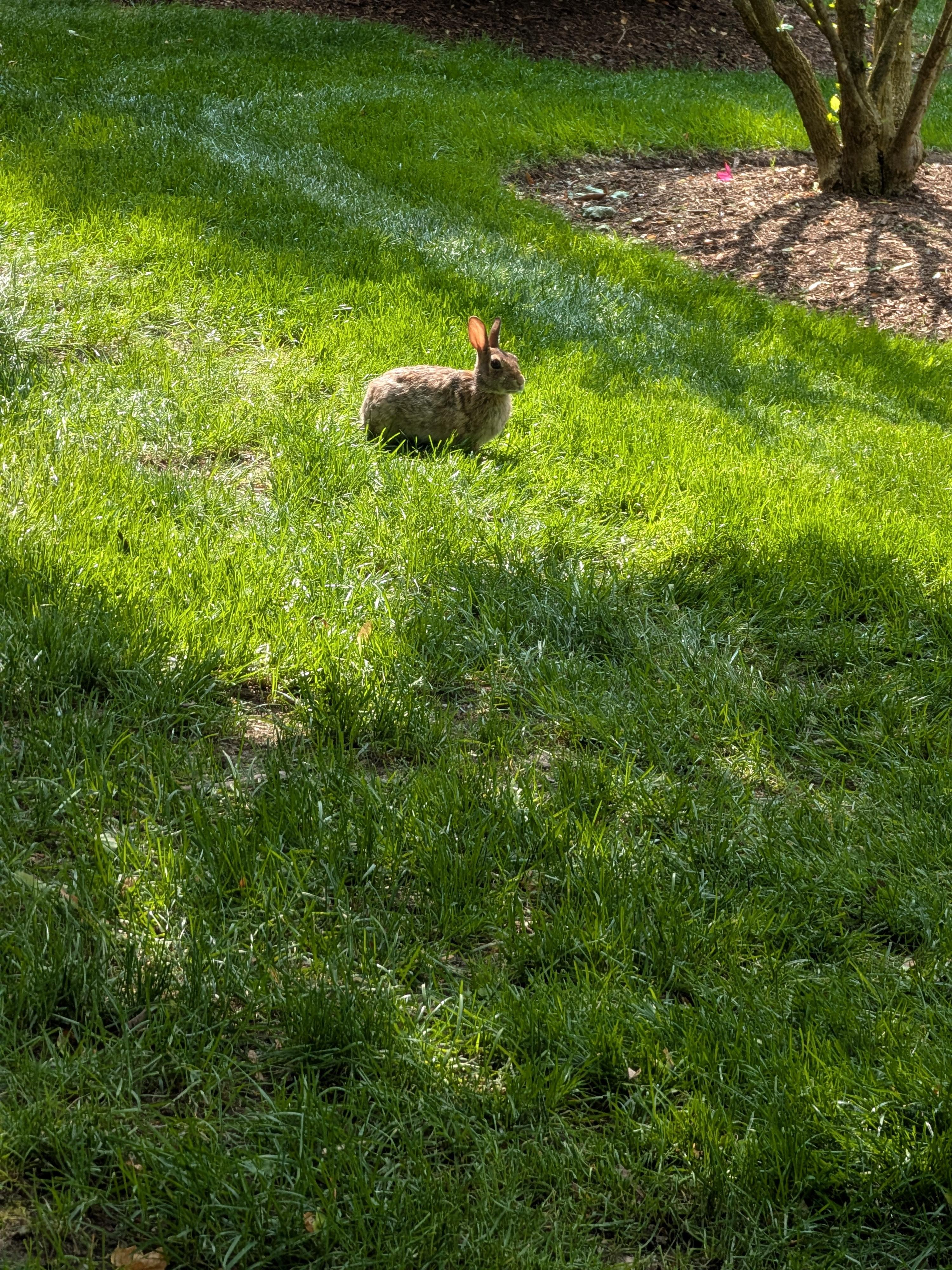 Green grass with a furry bunny sitting still 