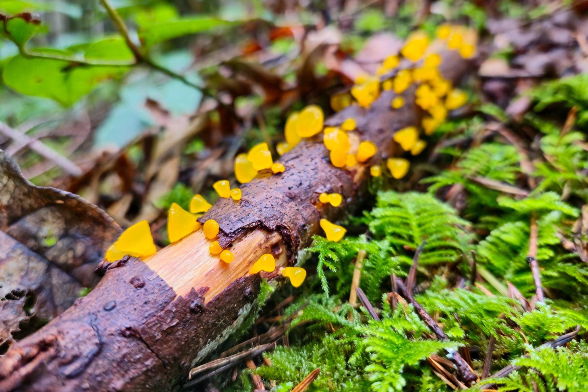This image shows a branch on the forest floor with clusters of bright yellow jelly fungi. The ground is covered with green moss and leaves.
