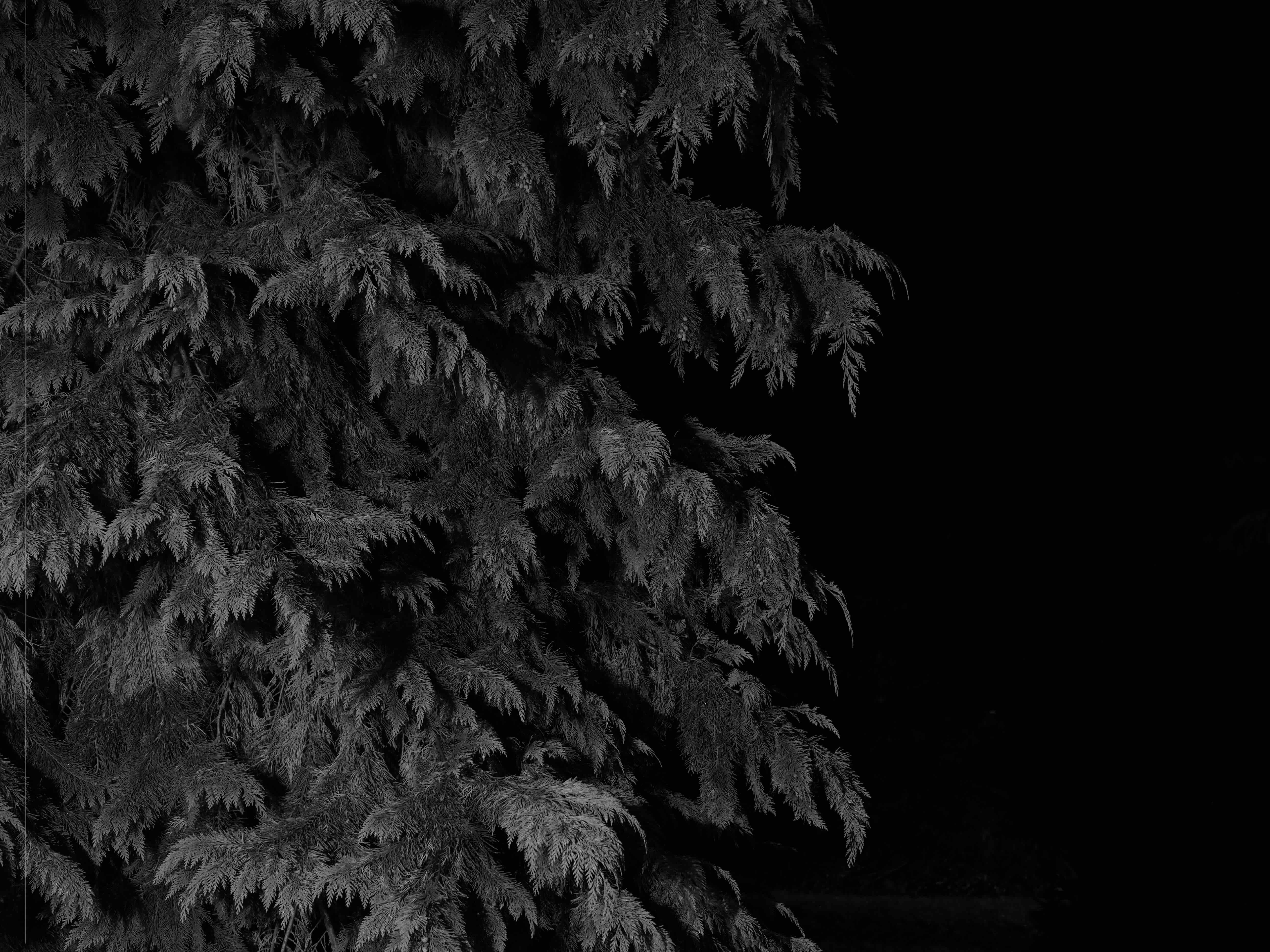 Dense, dark foliage of a conifer tree against a black background, highlighting the texture and detail of the needles.