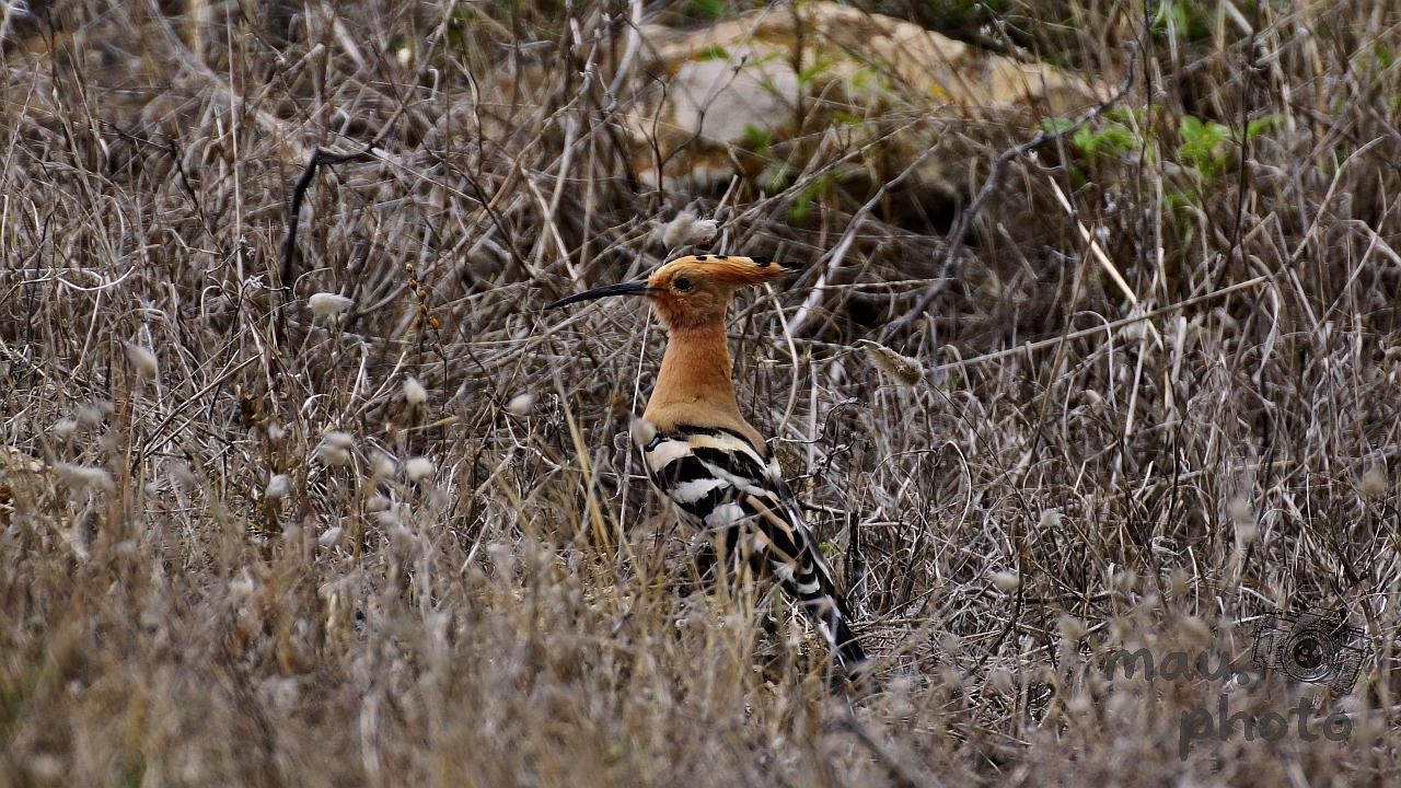 This image shows a hoopoe, a bird known for its distinct orange crest with black tips, long beak, and striking black and white wings. It's standing in a dry, grassy area.